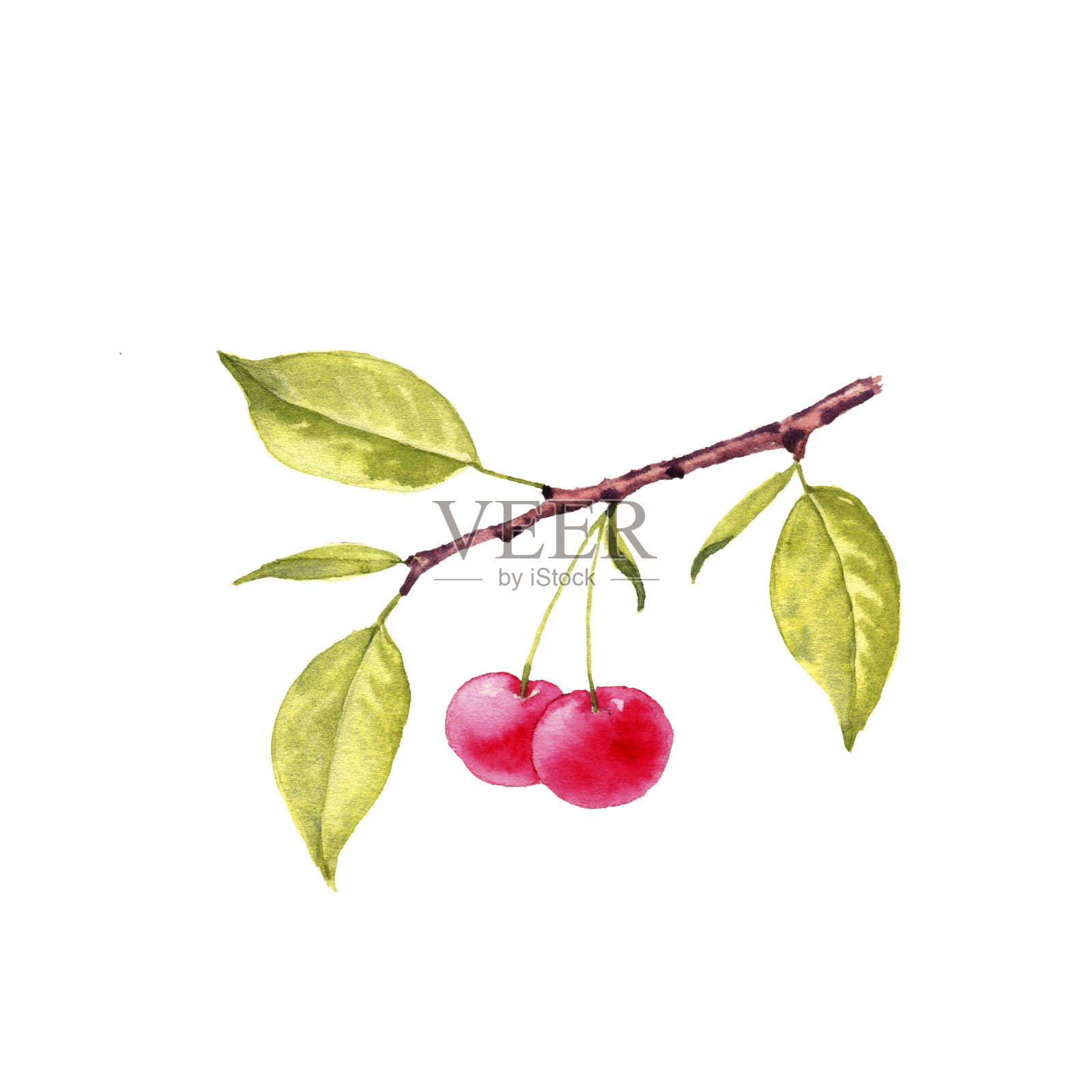 樱桃树枝水彩画插画图片素材
