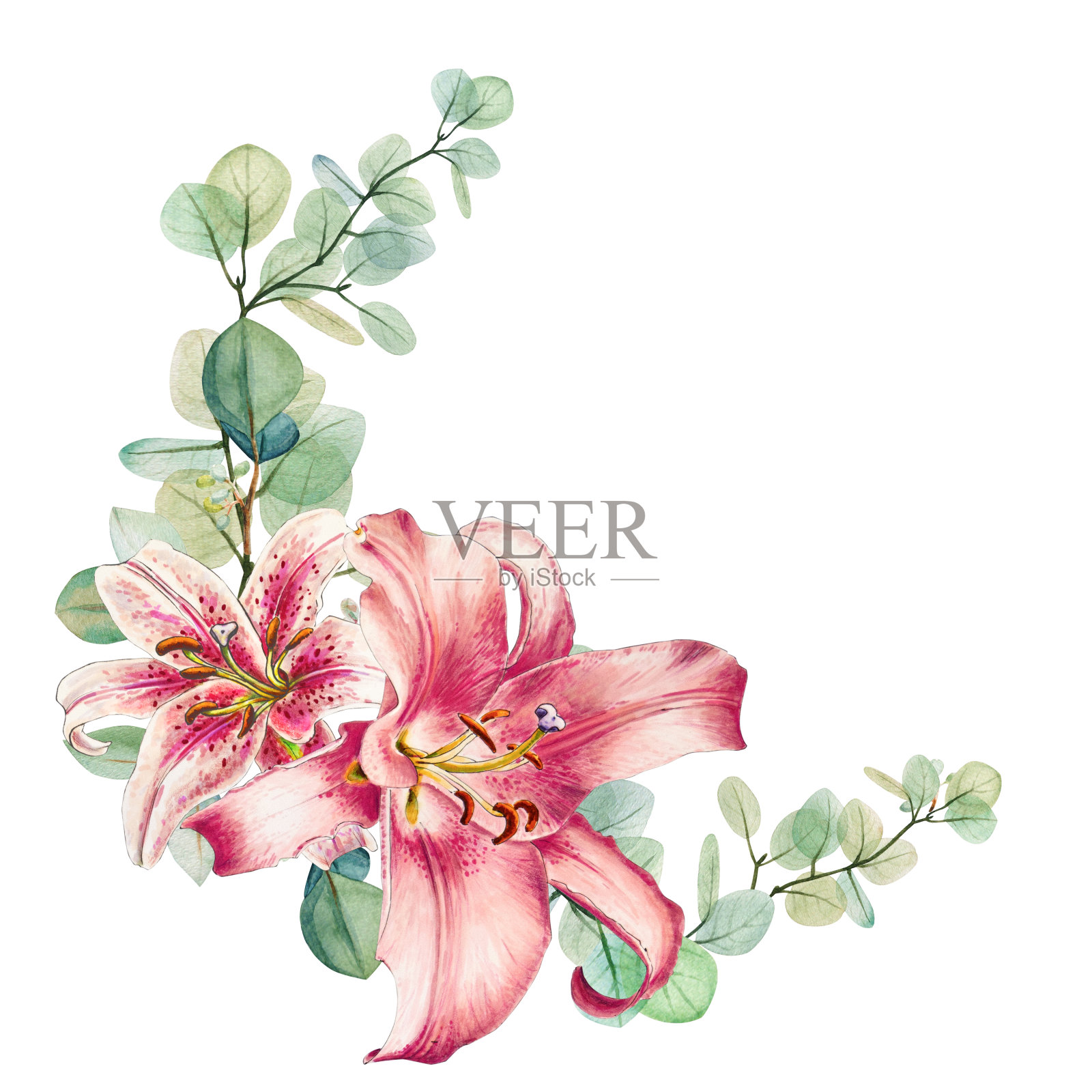 水彩花桉和粉色百合花束圆框模板。手绘花环。花团锦簇，怒放。插画图片素材