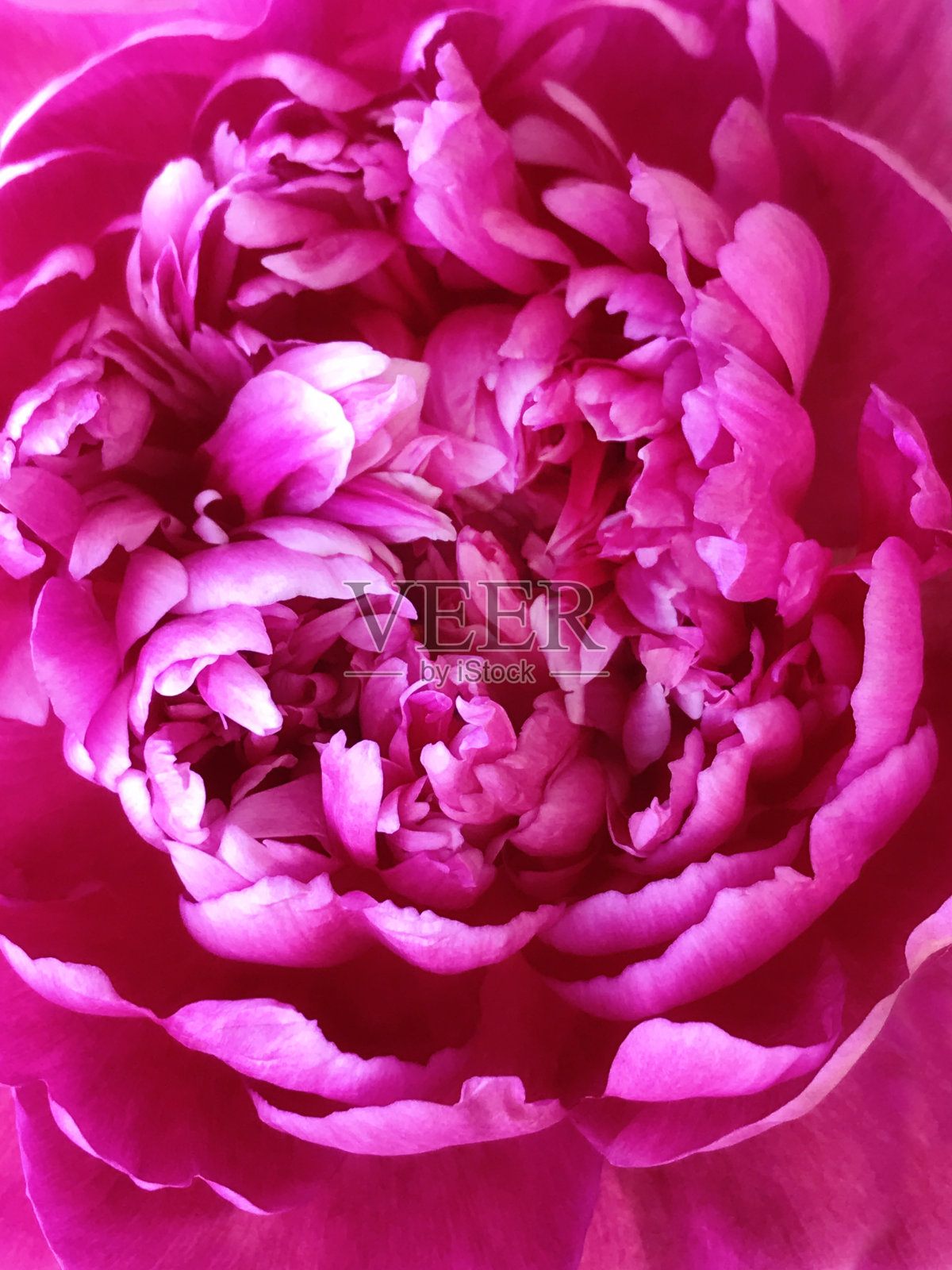 春天的粉红牡丹花特写照片摄影图片