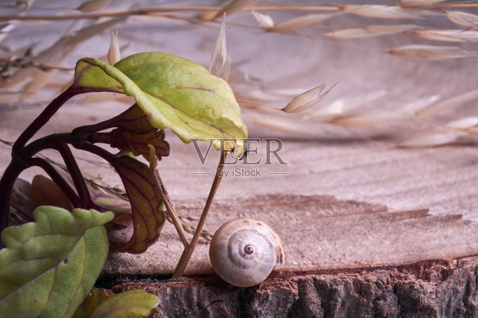 树干上的棕色蜗牛照片摄影图片