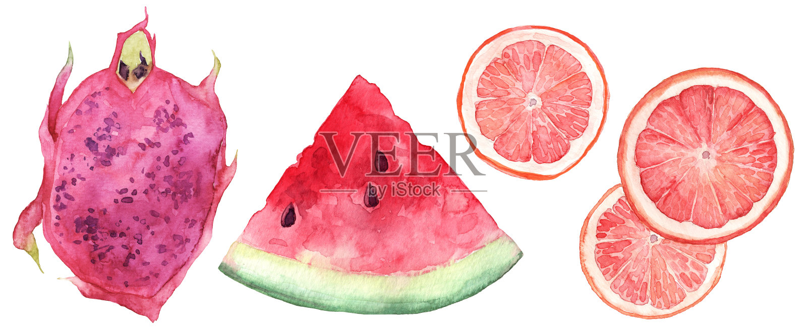 一套水彩手绘热带水果。西瓜、柚子、火龙果切片插画图片素材