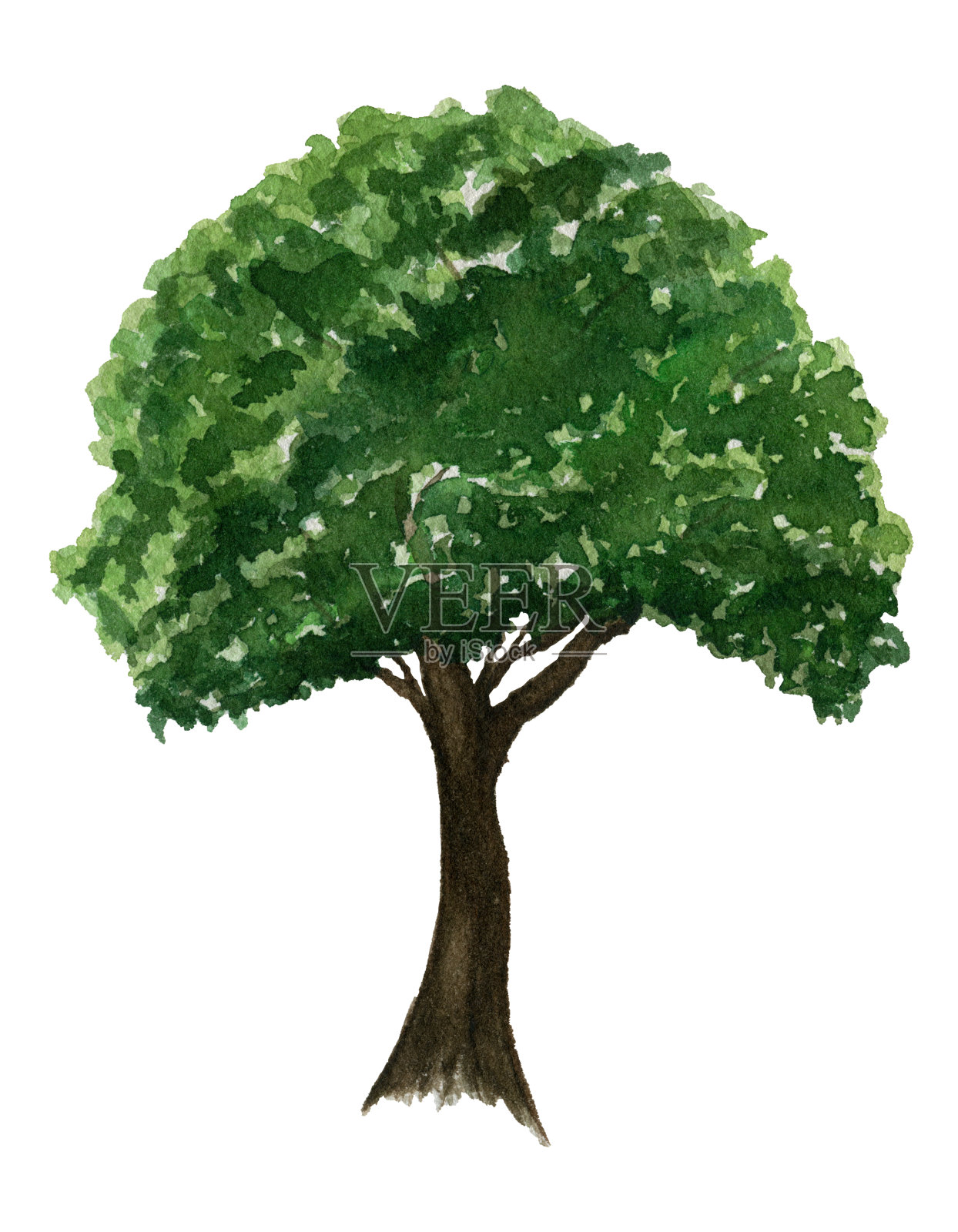 生态概念与绿树隔离在白色，植物水彩画插图插画图片素材