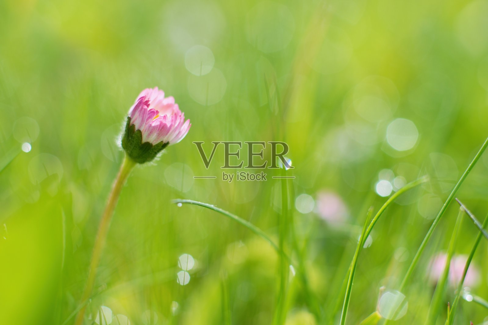 草地上的晨露和美丽的雏菊照片摄影图片