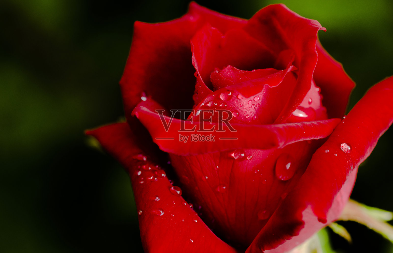 特写镜头。在暗色的晨露中，美丽的玫瑰。照片摄影图片