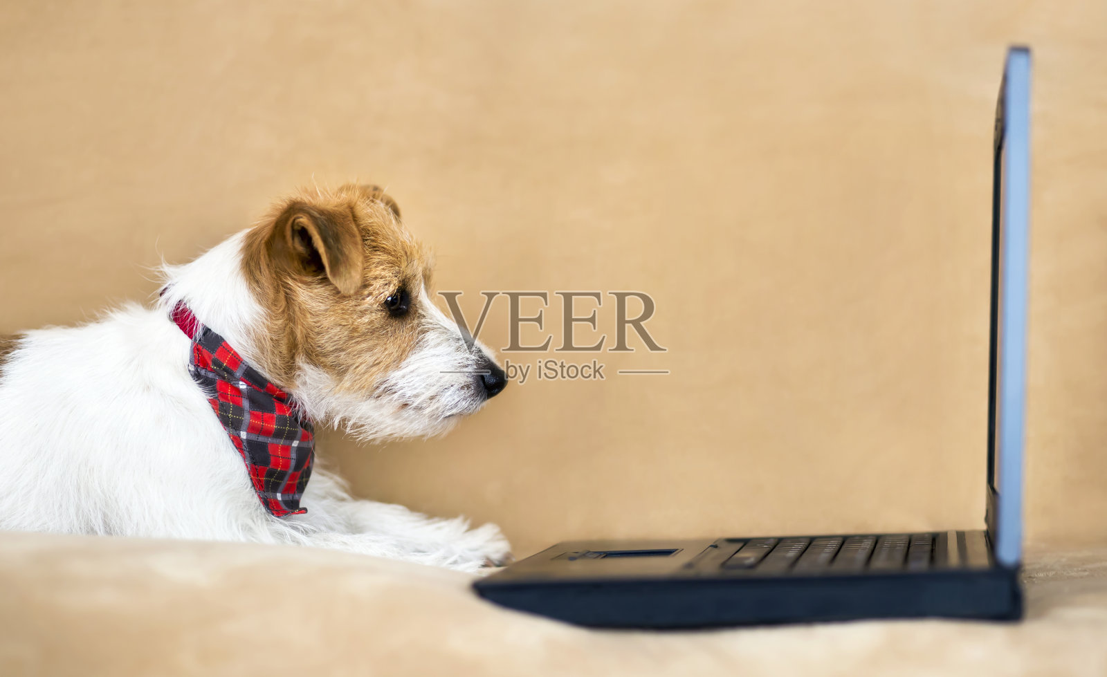 可爱的小狗狗在家里办公室里看着笔记本电脑照片摄影图片