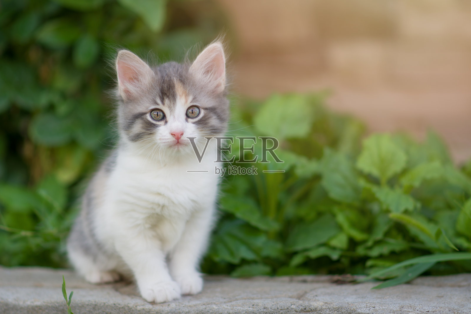 一只好奇美丽的多色小猫坐在后院。Copyspace照片摄影图片