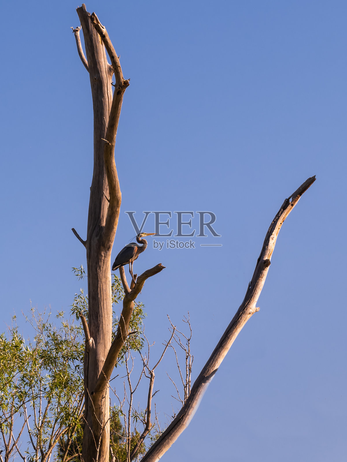 蓝鹭栖息在一棵树上照片摄影图片