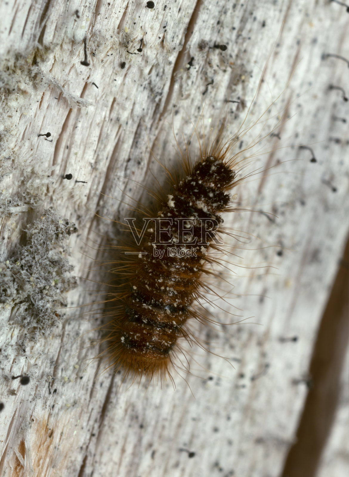 皮甲虫，在杉木上的皮蛉科幼虫照片摄影图片