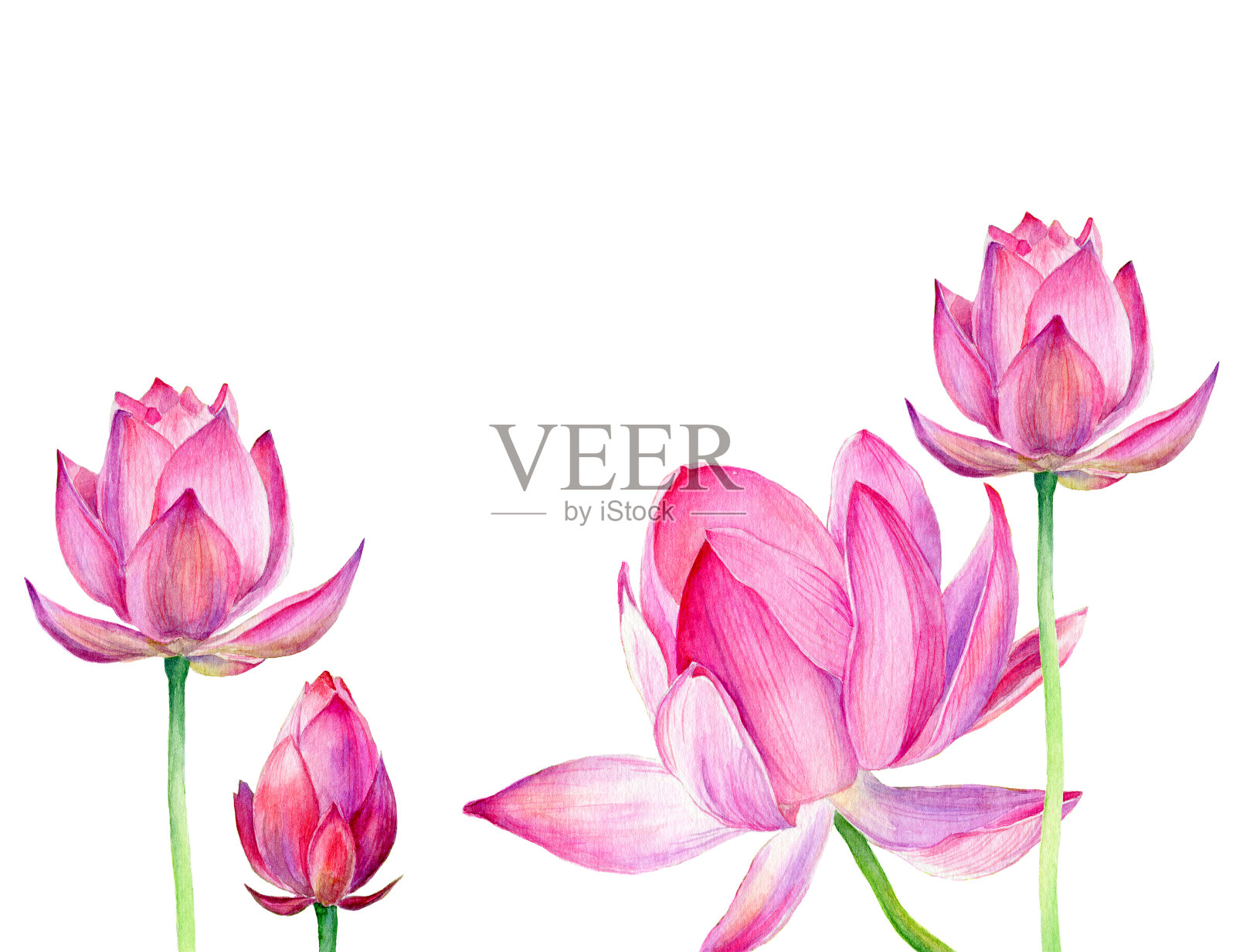 手绘水彩插图三粉红莲花设计元素图片