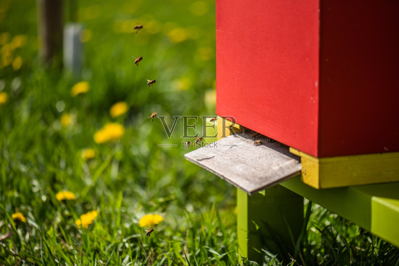 蜜蜂进入蜂巢照片摄影图片