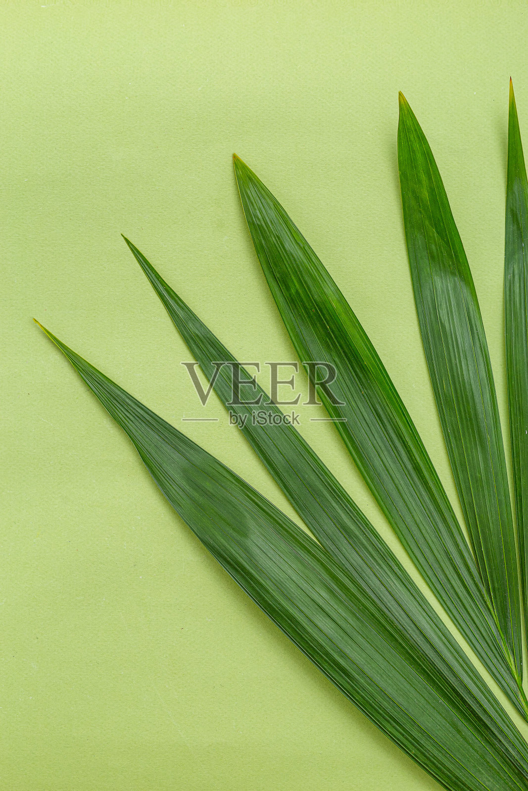 绿色的天然棕榈叶在绿色的背景上。绿色的单色。垂直格式照片摄影图片