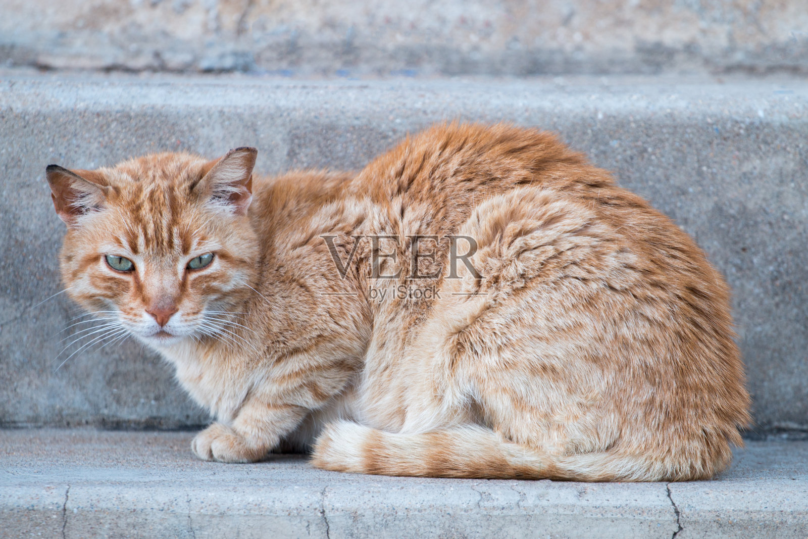 橙色的猫在街上照片摄影图片