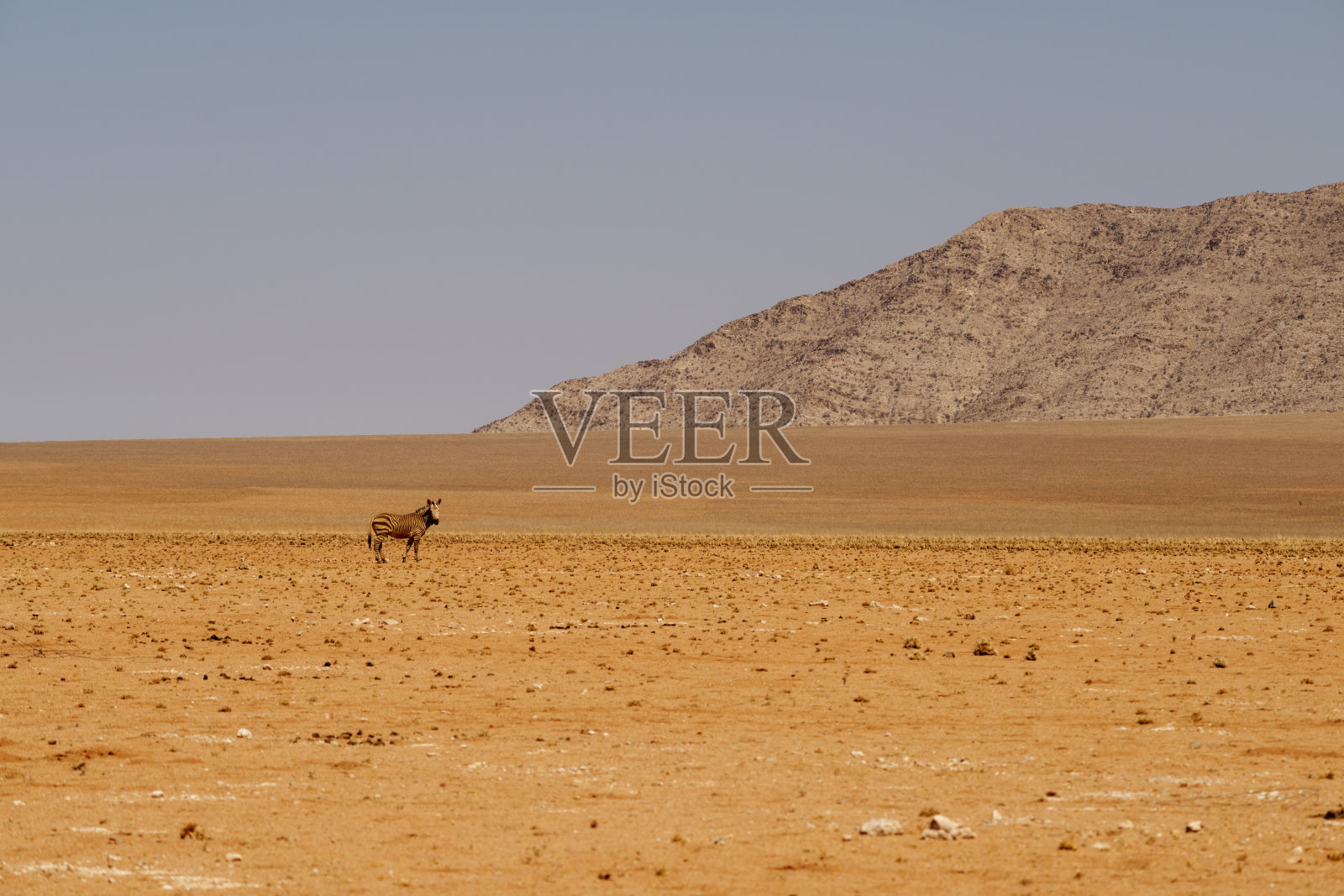 纳米比亚的山地斑马照片摄影图片