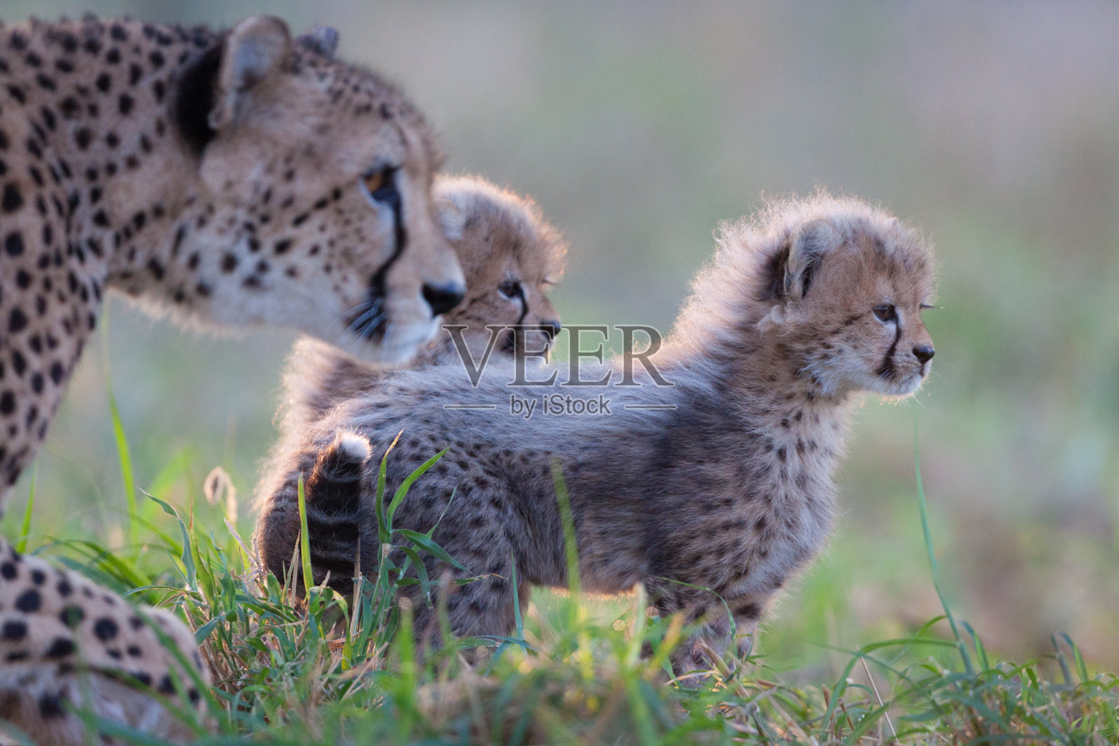 雌猎豹和两只小猎豹非常警觉地看着南非克鲁格公园的一边照片摄影图片