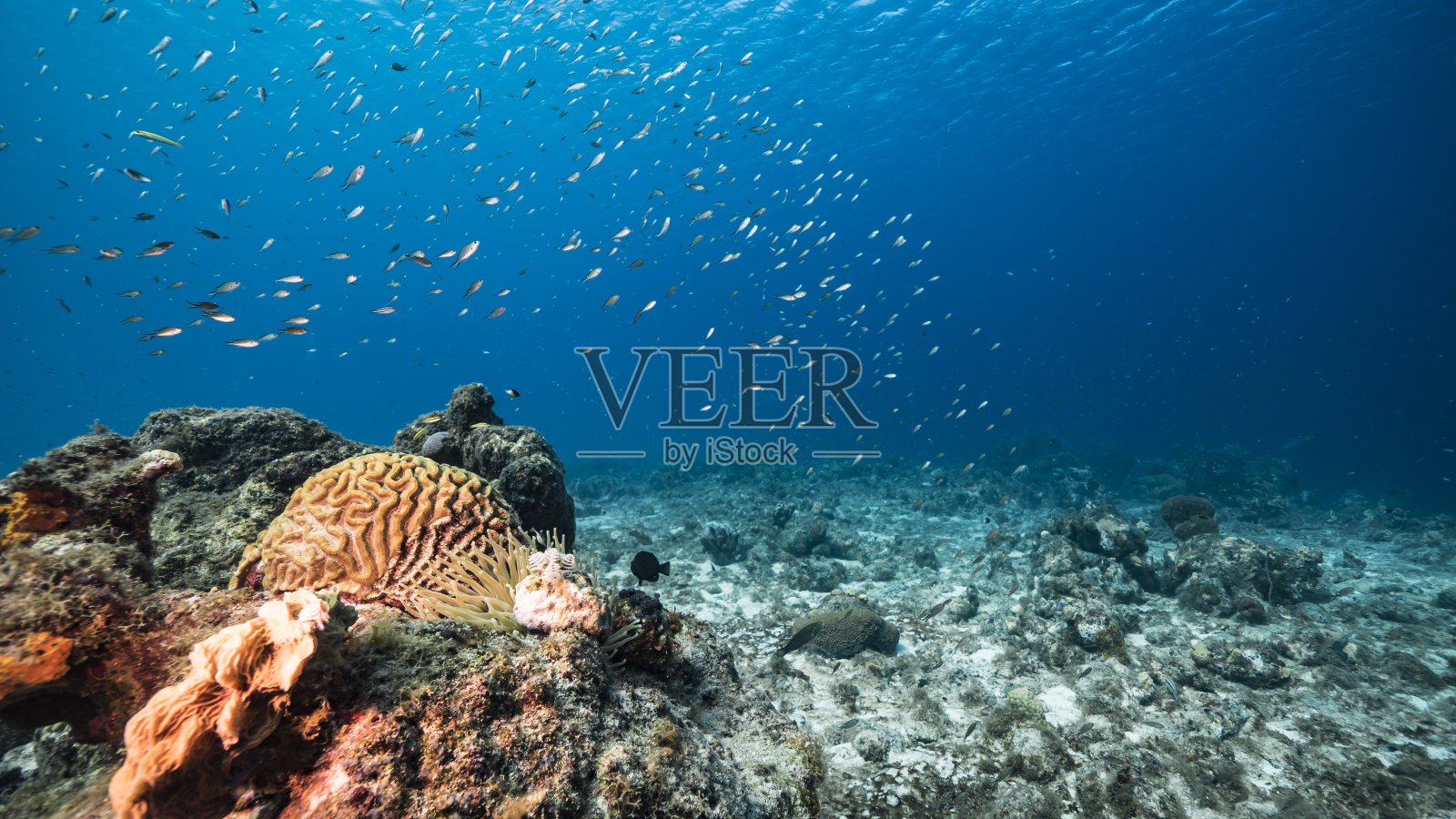 在加勒比海珊瑚礁的绿松石海水/库拉索岛与海葵，鱼，珊瑚和海绵照片摄影图片