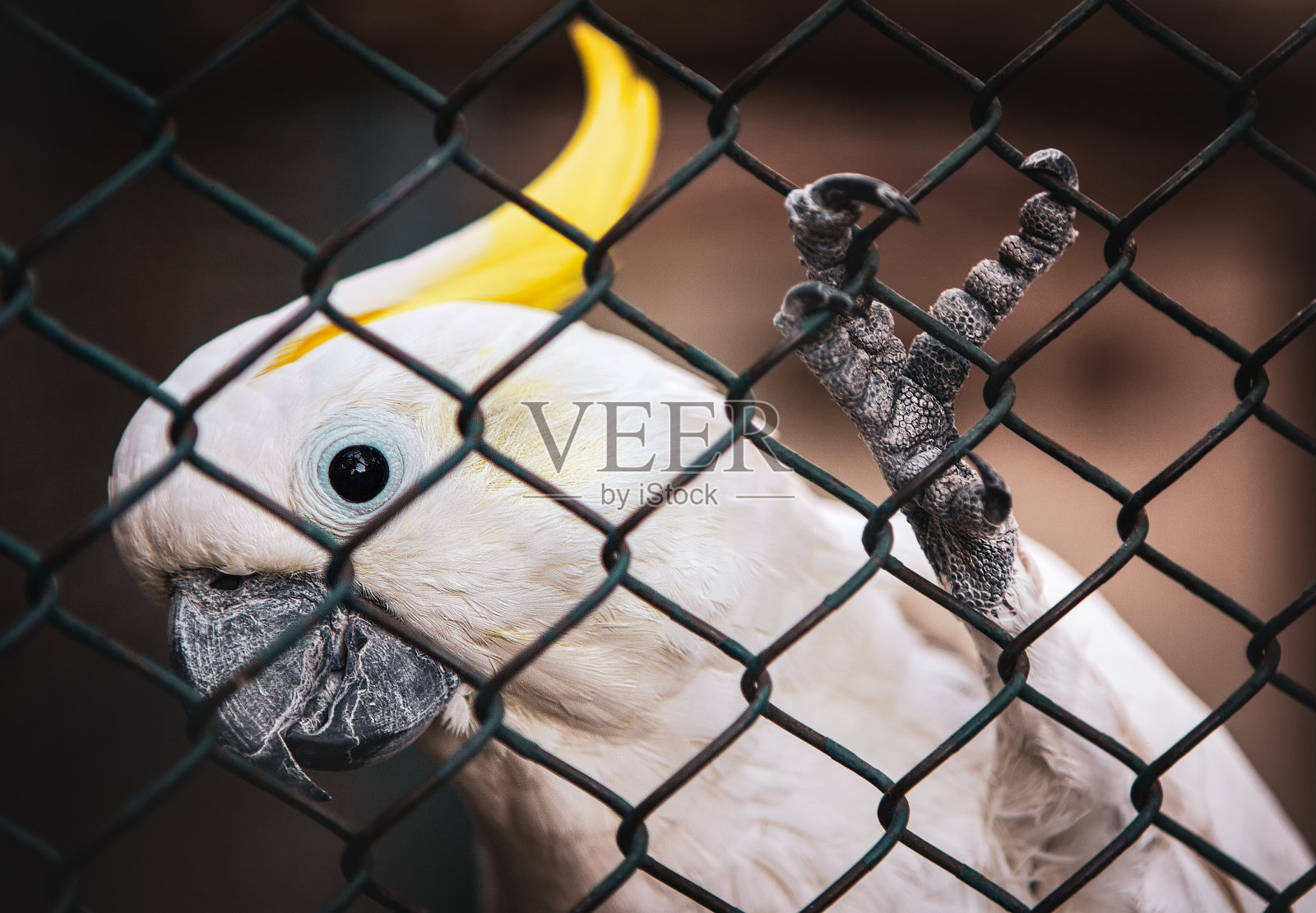笼子里的凤头鹦鹉照片摄影图片
