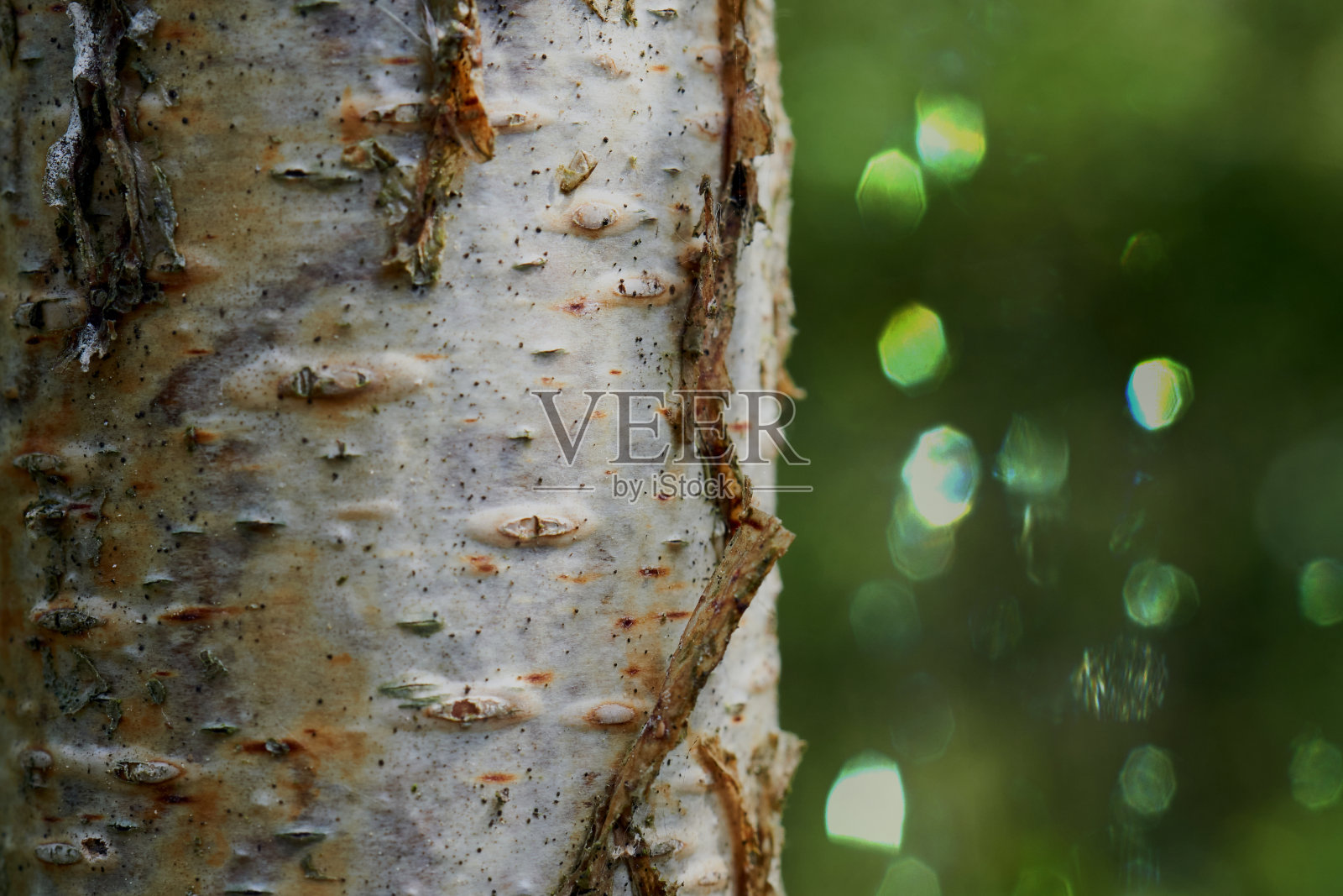 一个年轻的细桦树树干的特写，背景模糊，抽象和虚景与复制空间照片摄影图片