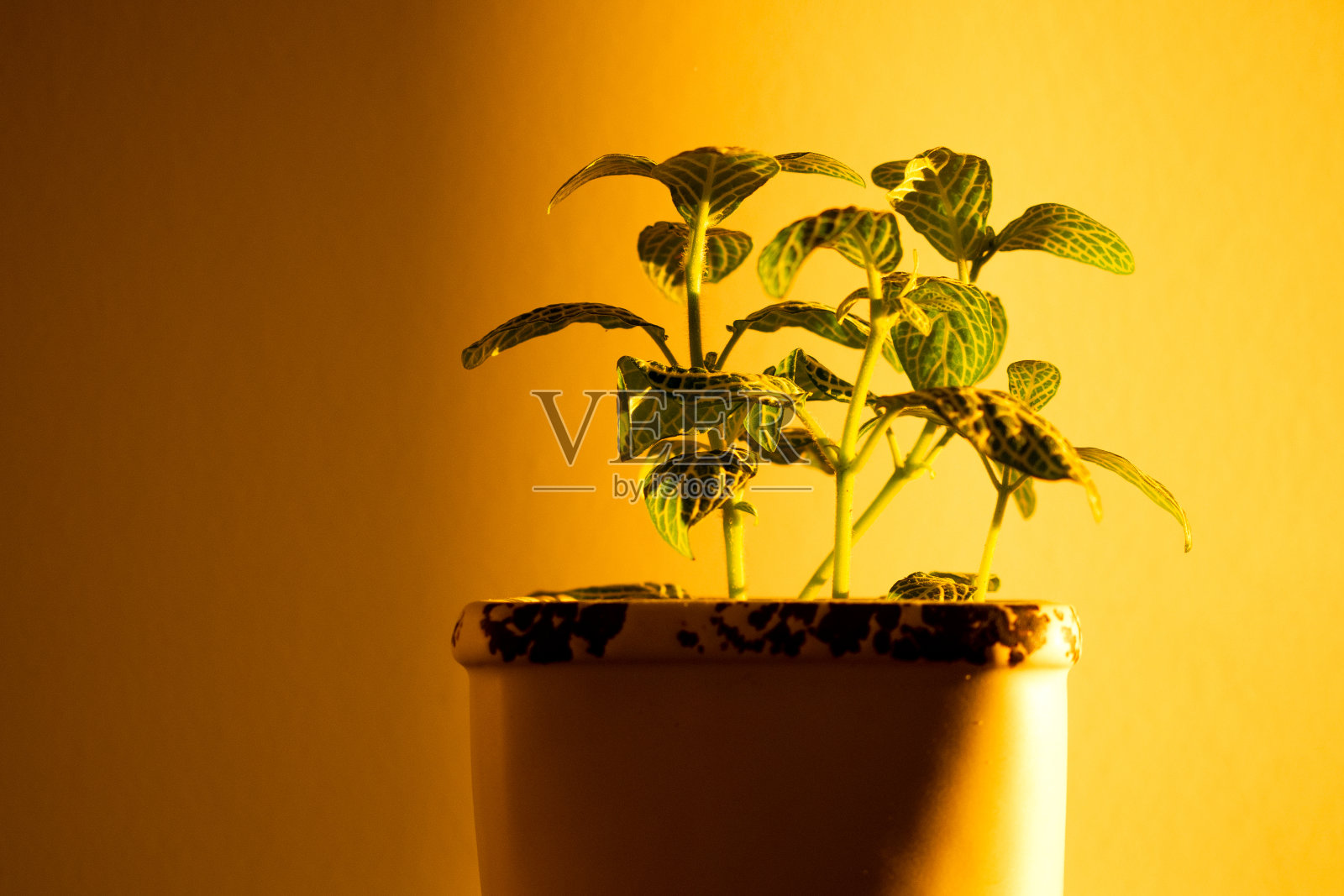 夕阳的游戏和黄墙上的室内植物的影子照片摄影图片
