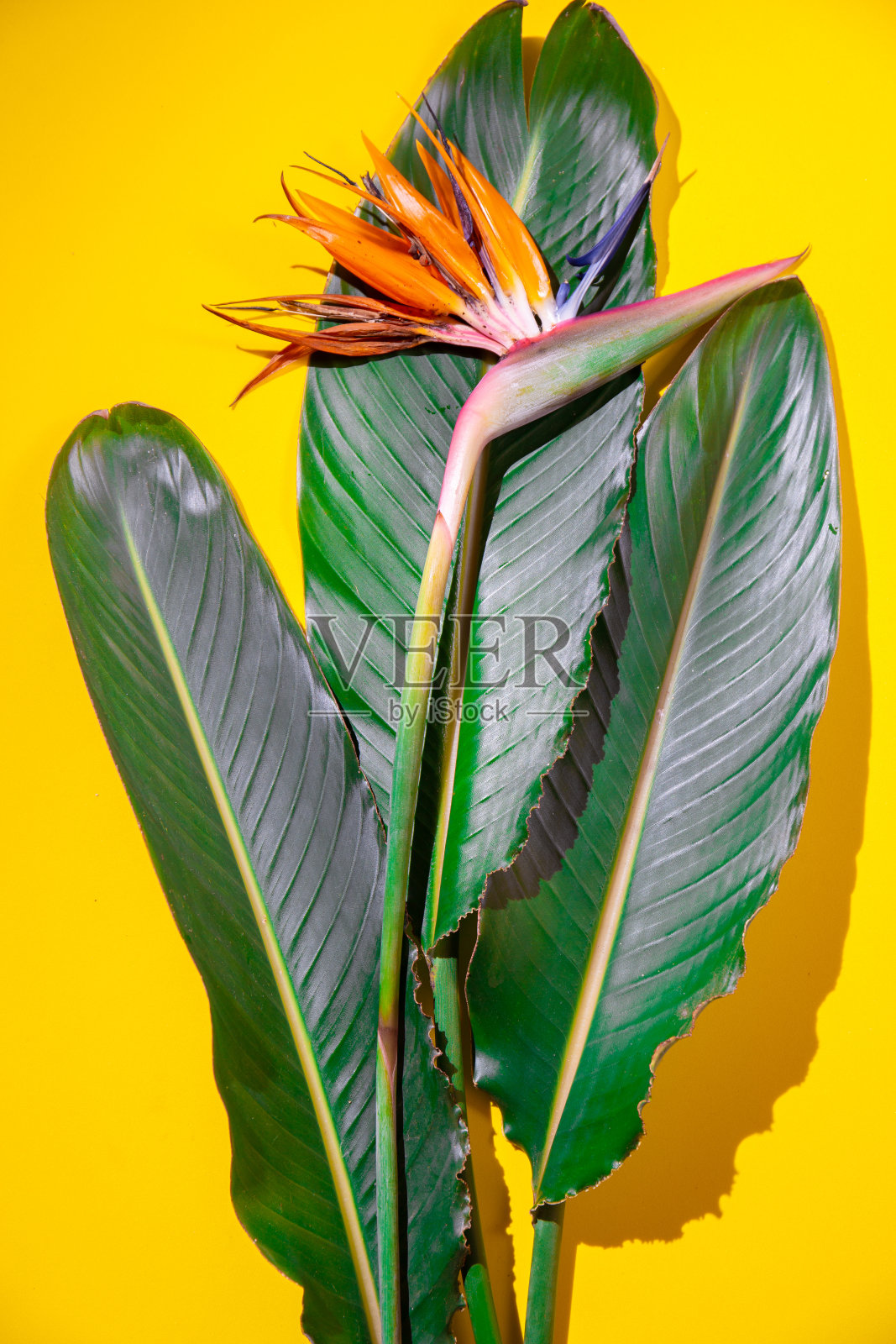 热带植物的背景。黄色背景上的热带植物。平躺照片摄影图片