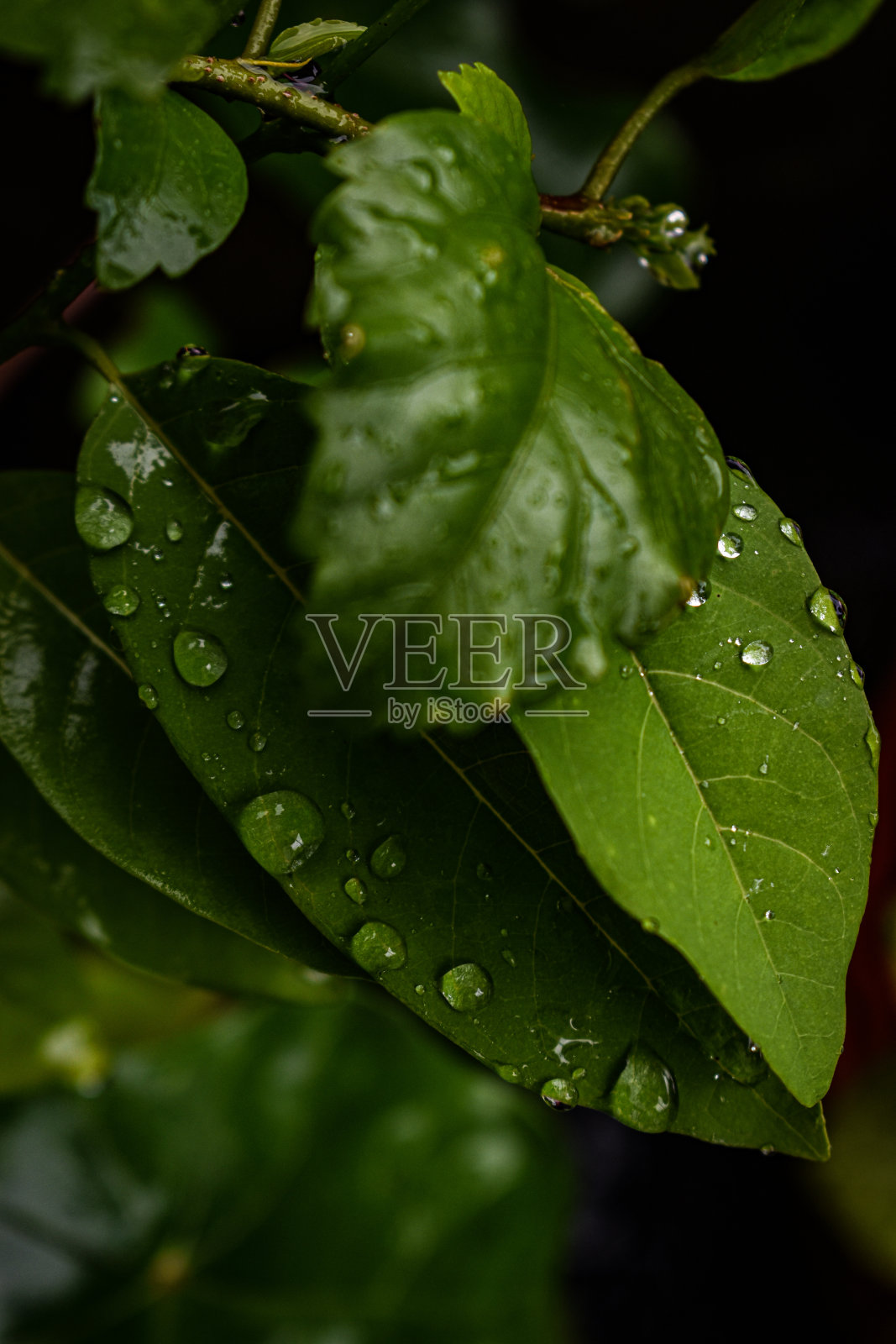 绿叶和水滴为背景照片摄影图片