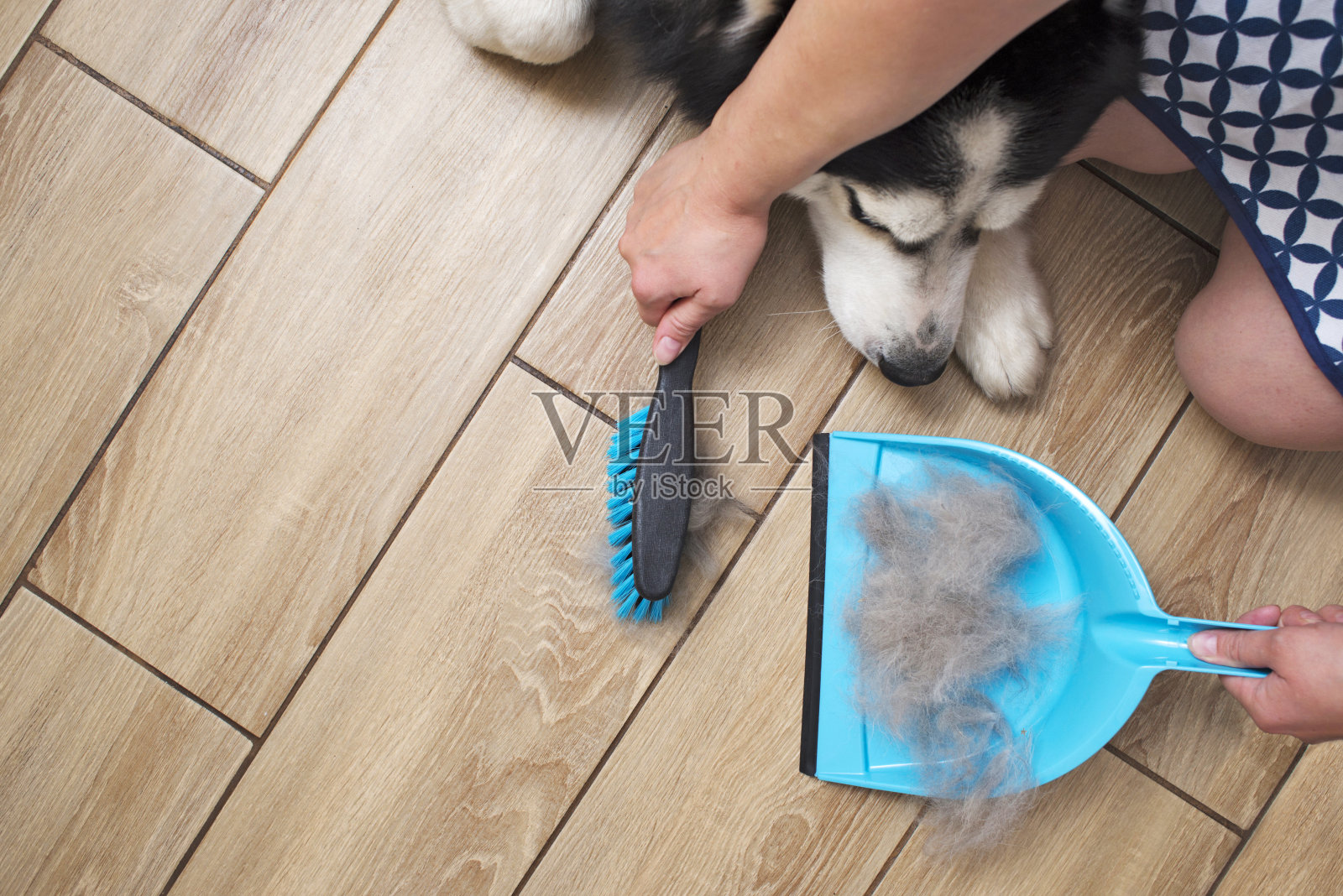 一名妇女在家里用簸箕和扫帚为狗剃毛。在家清理狗毛。宠物护理。照片摄影图片