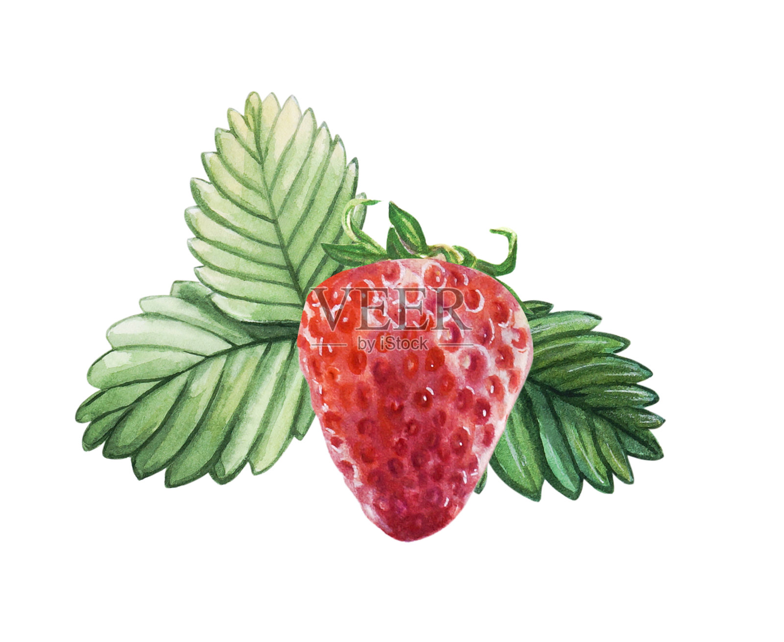 水彩红多汁草莓叶。手绘食物插图。水果浆果打印。插画图片素材