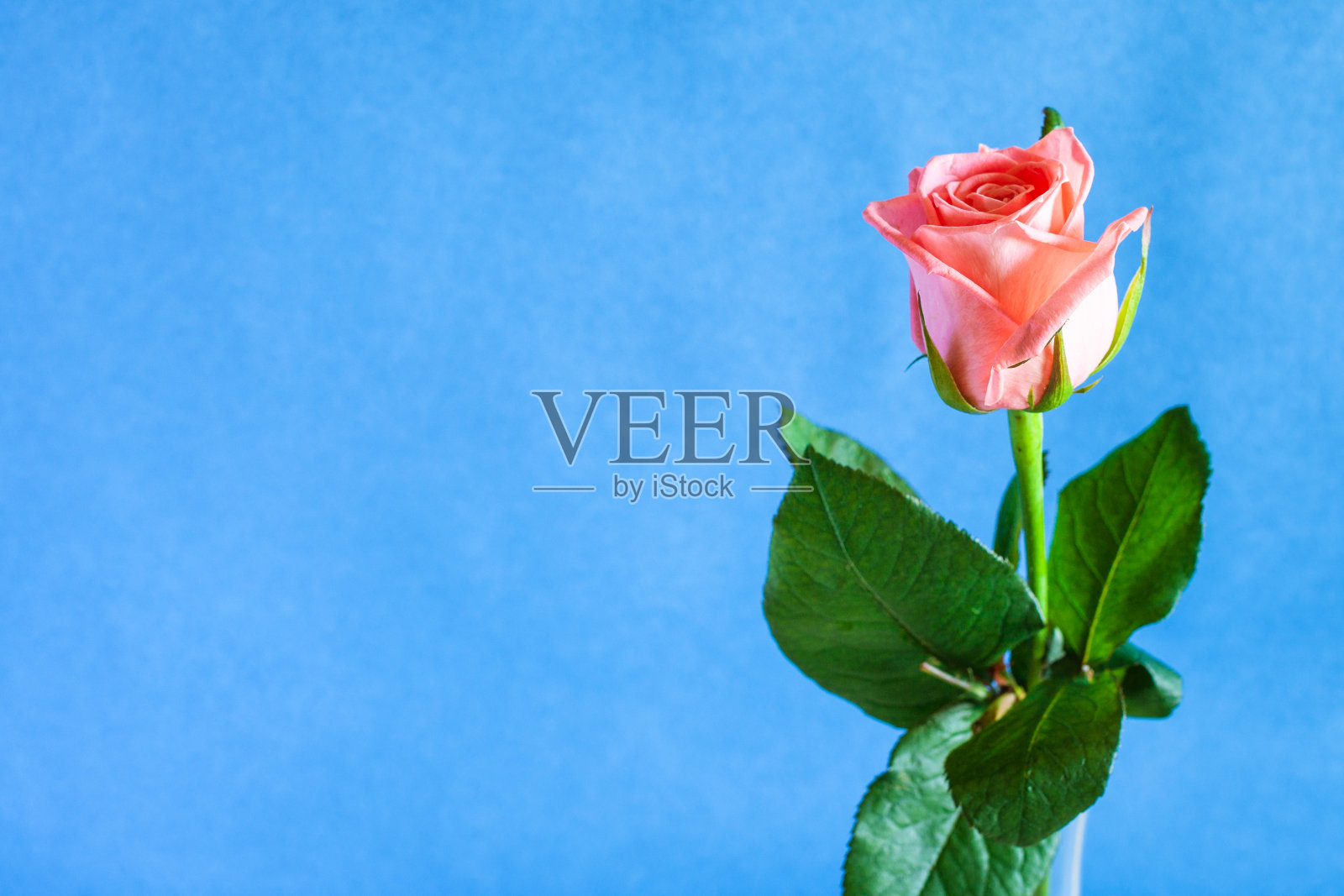 单瓣新鲜的粉红色玫瑰花，蓝色底照片摄影图片