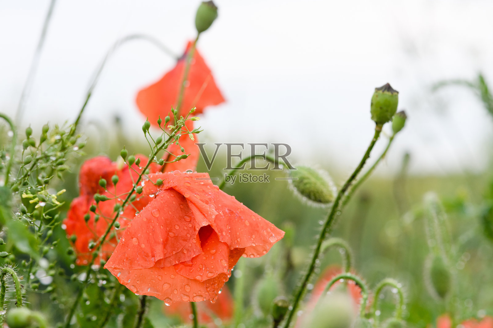 闭上红湿的罂粟花蕾照片摄影图片