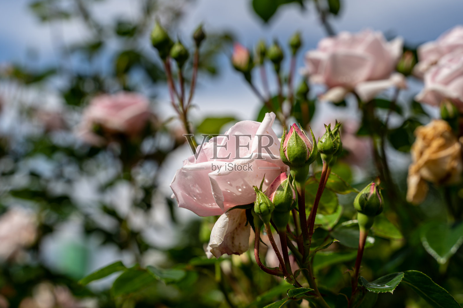 美丽的粉红玫瑰和花园里天然的绿叶。照片摄影图片