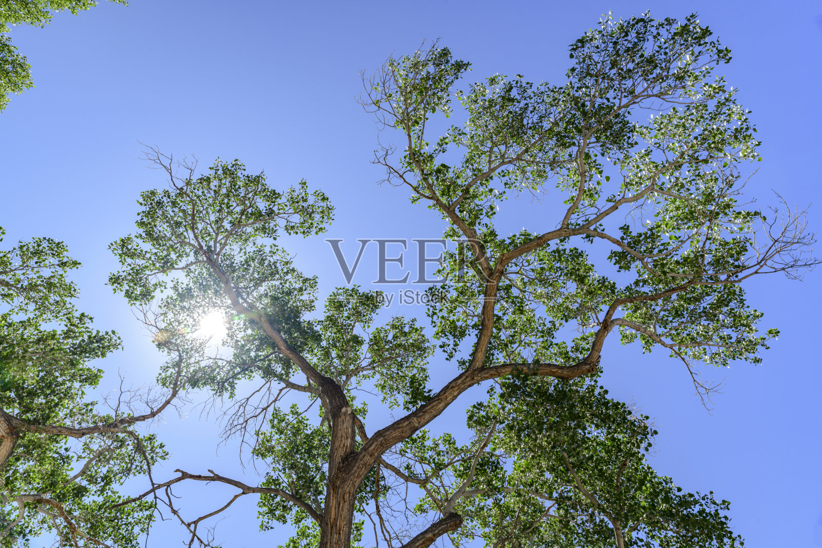 夏季绿色树冠的高大的树照片摄影图片