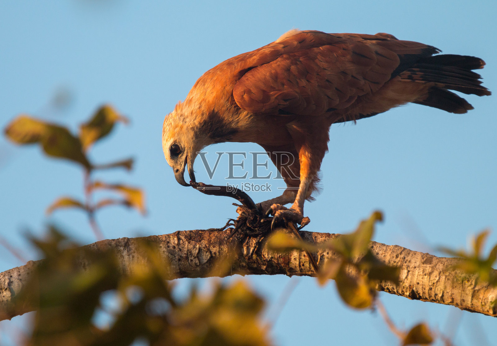 巴西潘塔纳尔的黑领鹰照片摄影图片