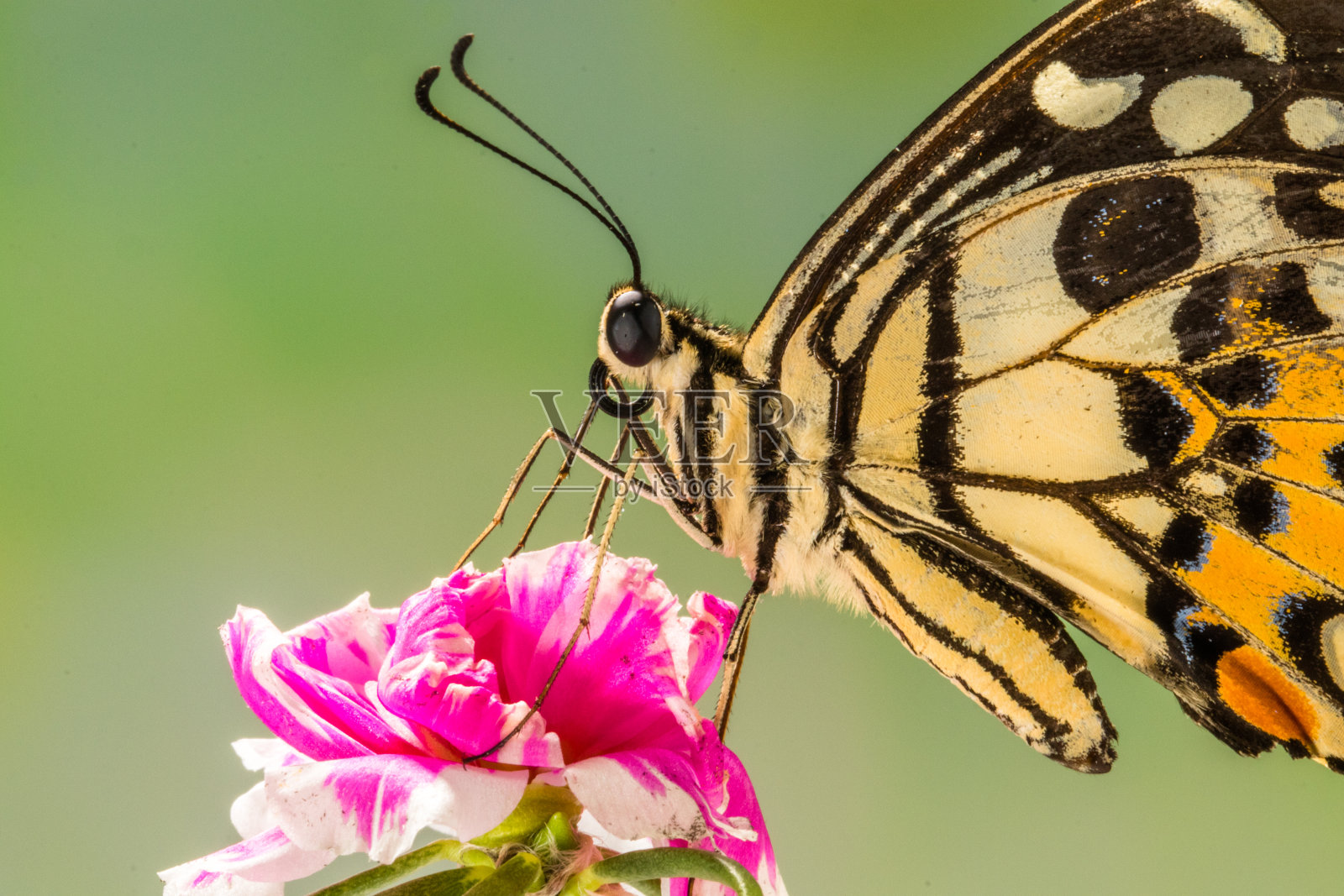 美丽的蝴蝶栖息在粉红色的花朵中照片摄影图片