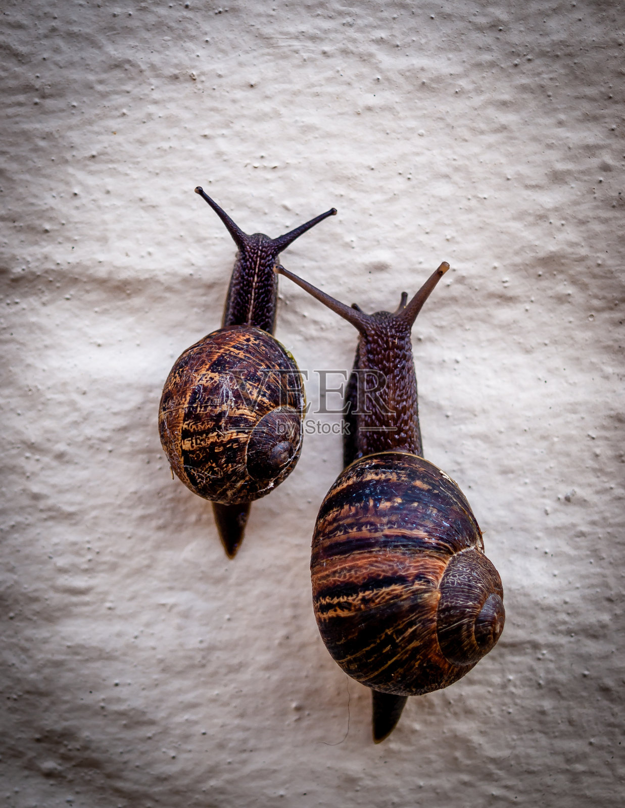 蜗牛的速度照片摄影图片
