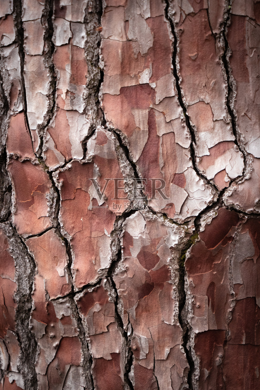 古老的红色树皮上有很深的裂缝照片摄影图片