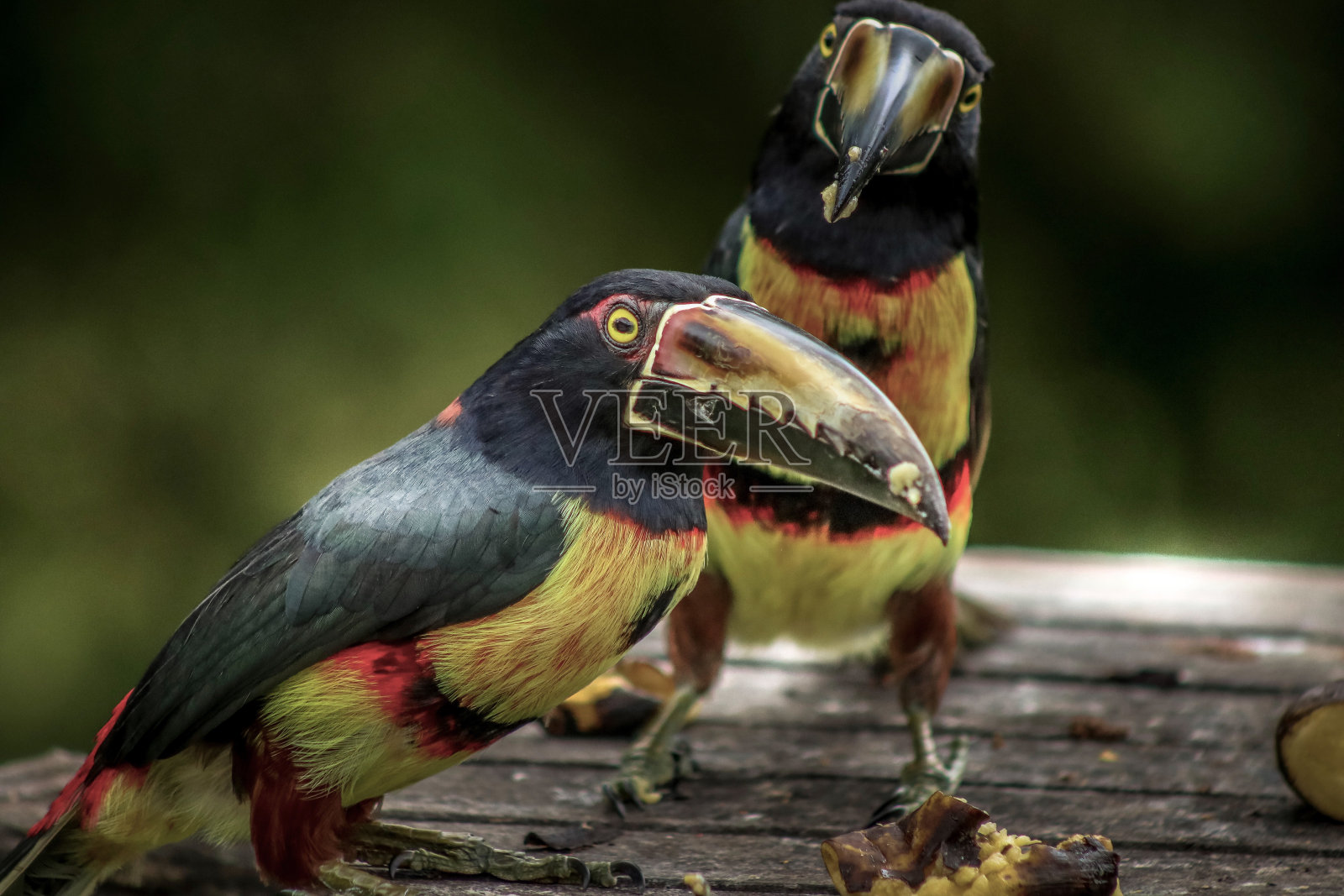衣领Araçari(巨嘴鸟)来自哥斯达黎加照片摄影图片