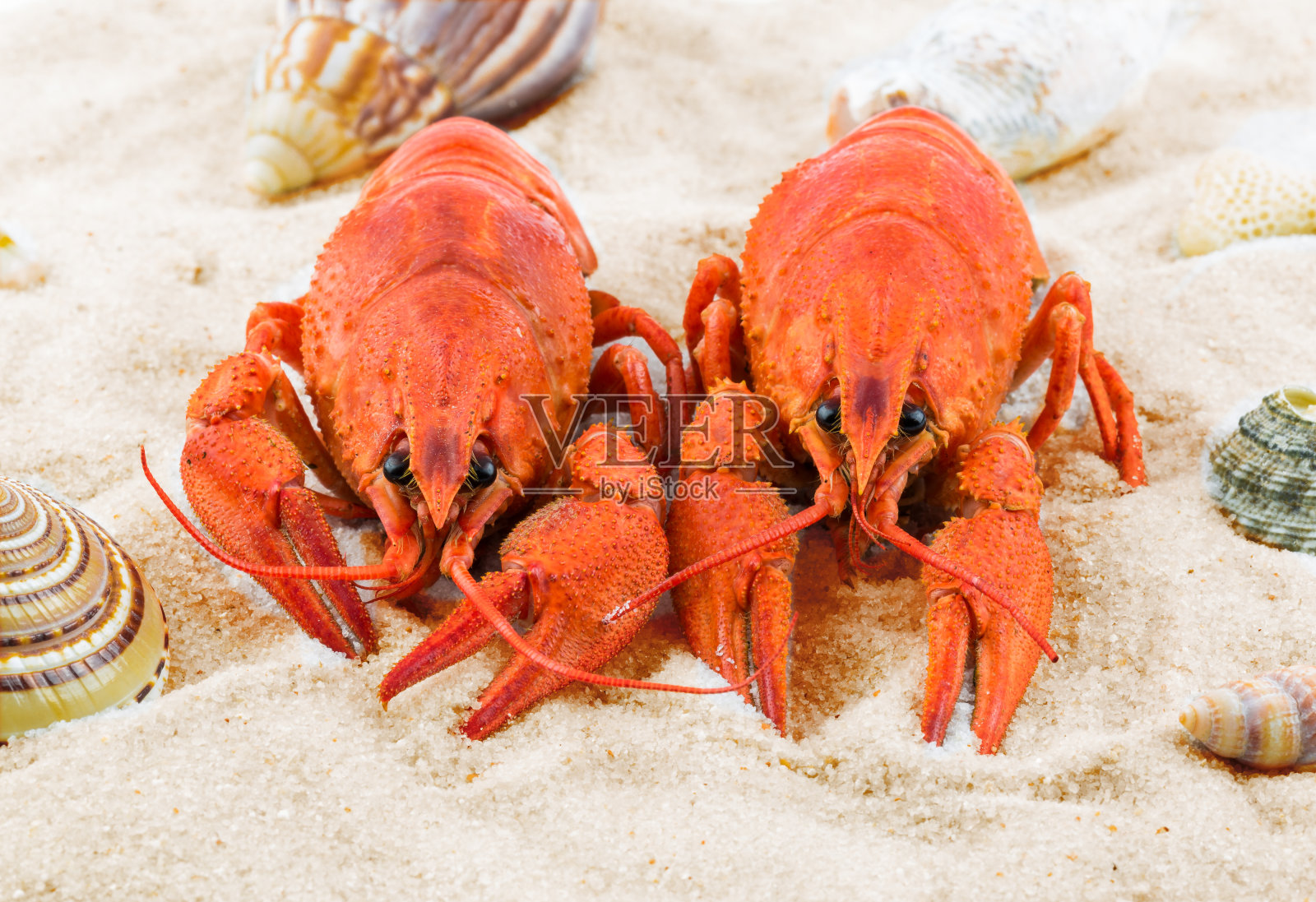沙滩上的两只红色龙虾照片摄影图片