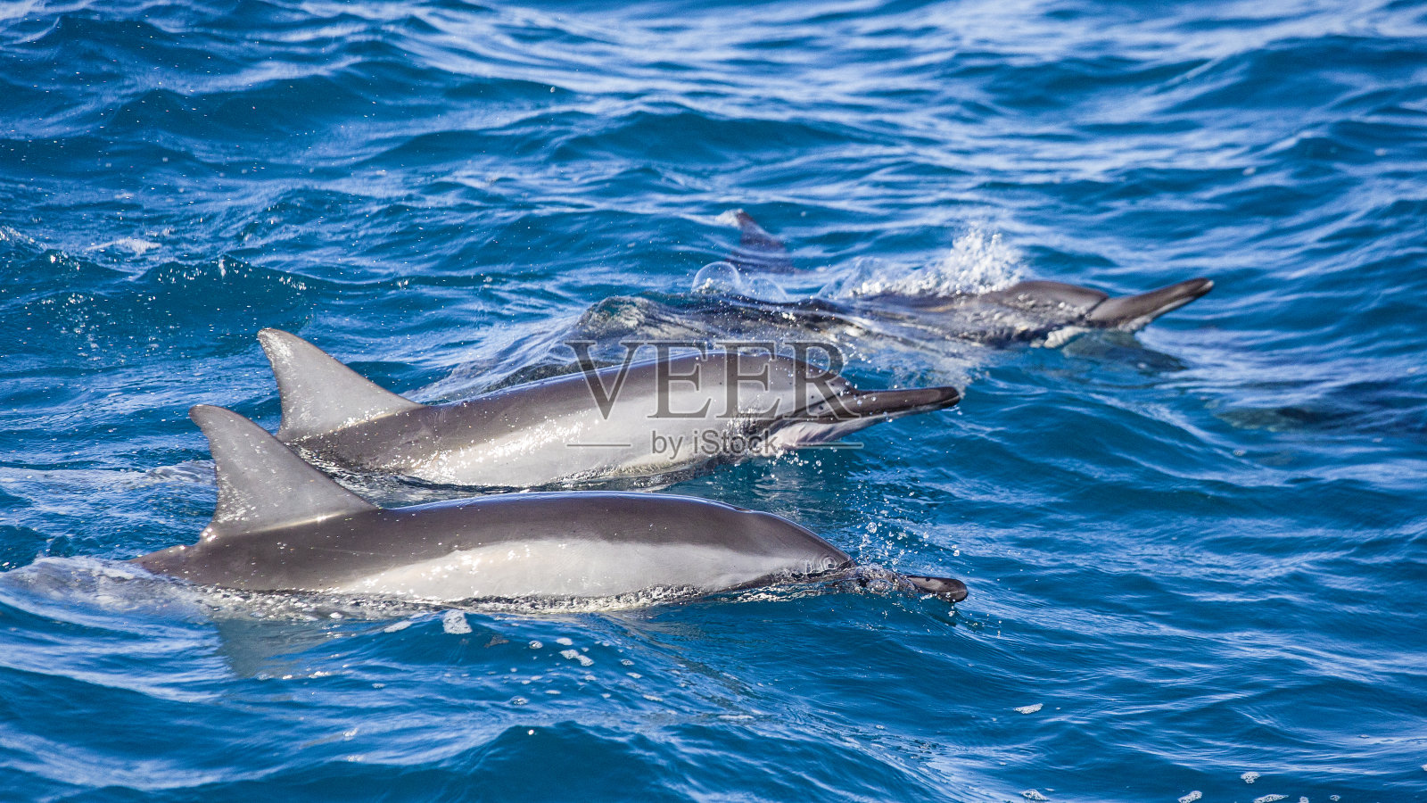 夏威夷考艾岛纳帕里海岸的旋转海豚群照片摄影图片