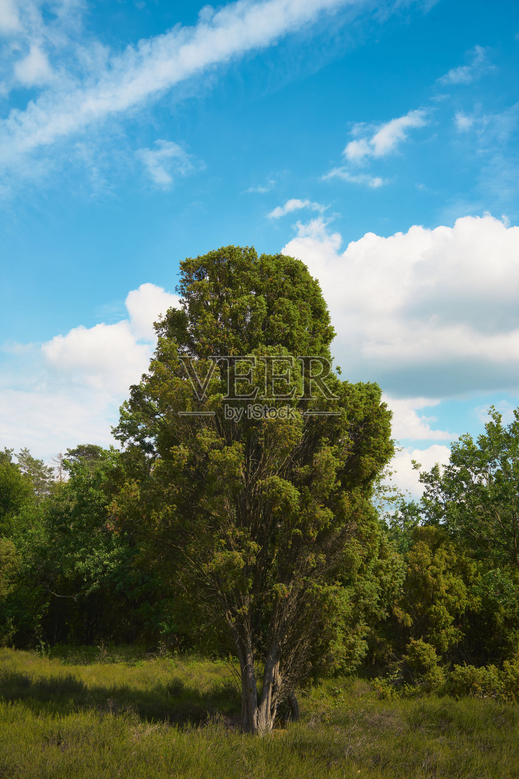 蓝白色天空前的石南丛中有一棵杜松树照片摄影图片