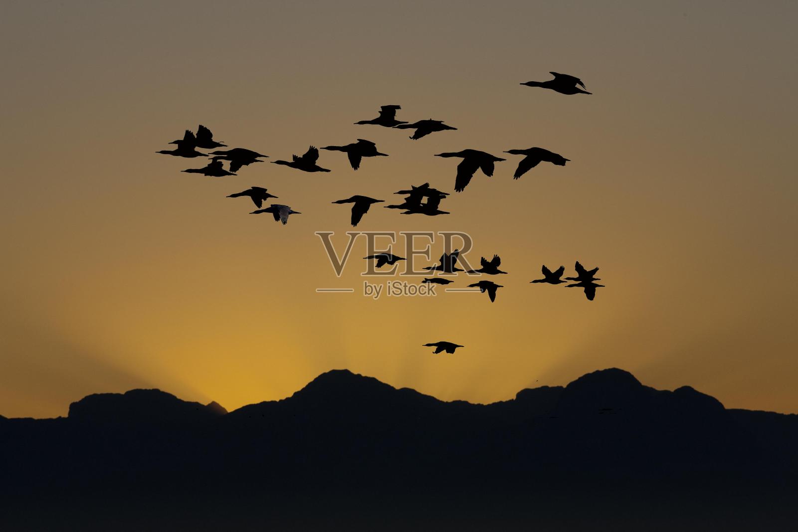 南非，福斯湾海豹岛，日落时分飞行的鸬鹚照片摄影图片