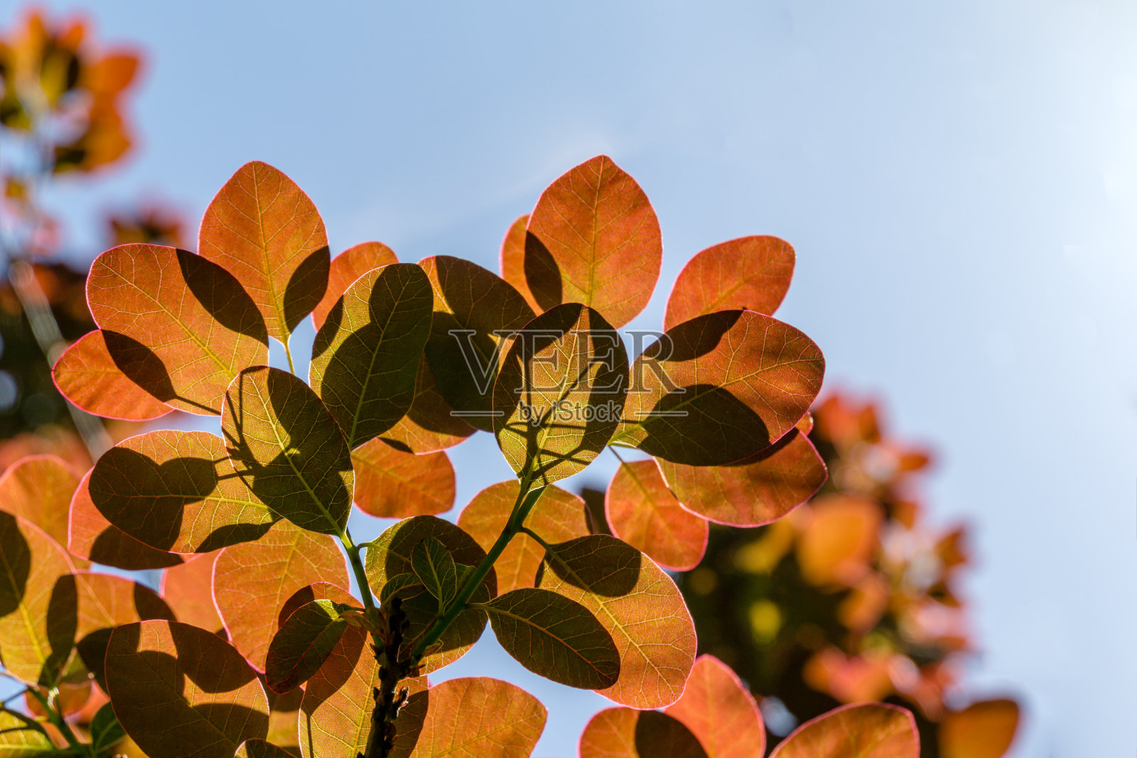 皇家紫黄栌(Rhus coggygria，欧洲烟树)与阳光下的紫色叶片在蓝天的背景。设计的自然概念，放置你的文本照片摄影图片
