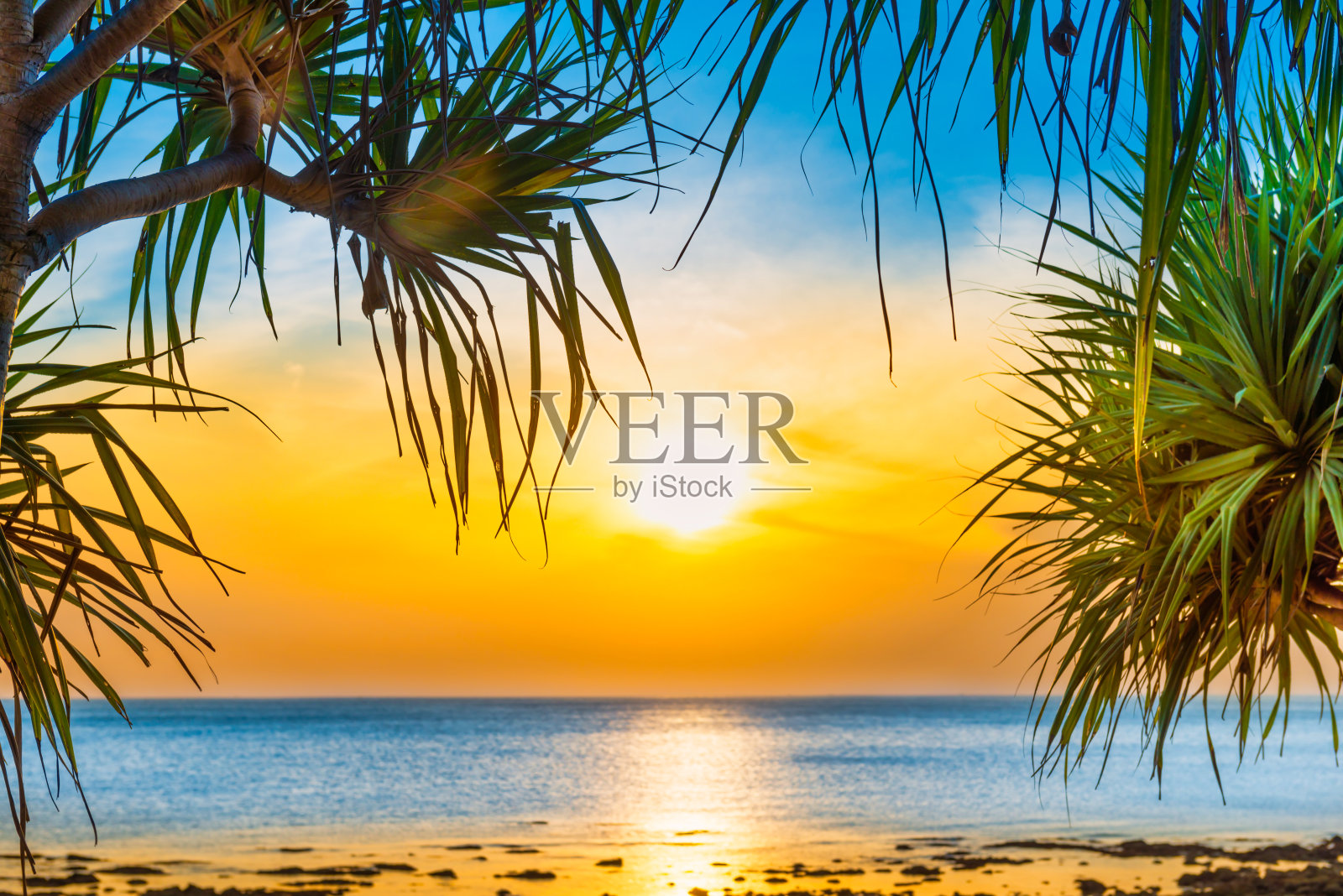 日落的大海和沙滩上有椰子树照片摄影图片