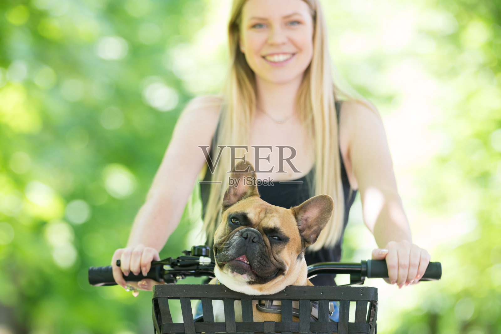 法国斗牛犬喜欢骑在城市公园的自行车篮里照片摄影图片