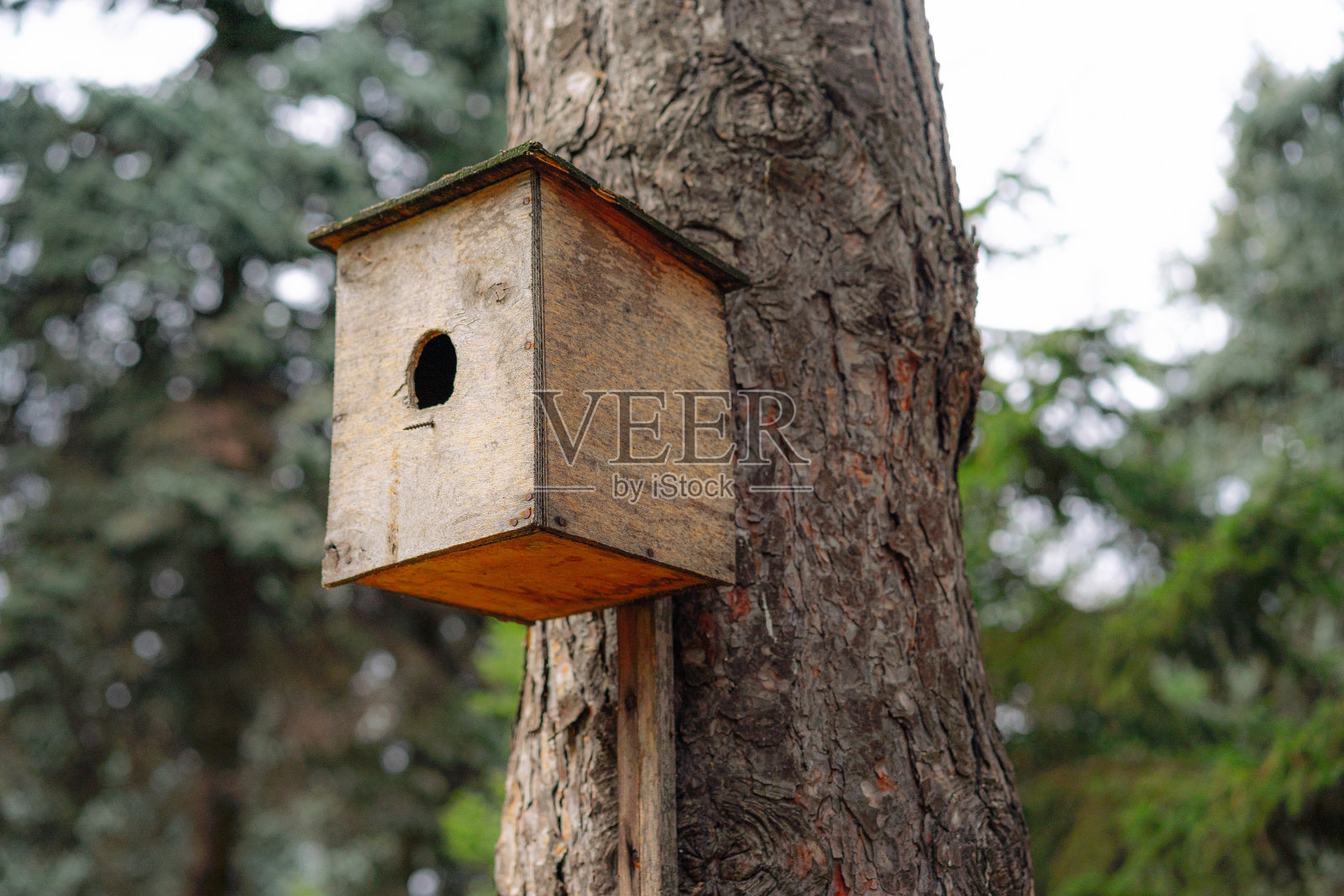 鸟笼是用来装在树上的鸟照片摄影图片