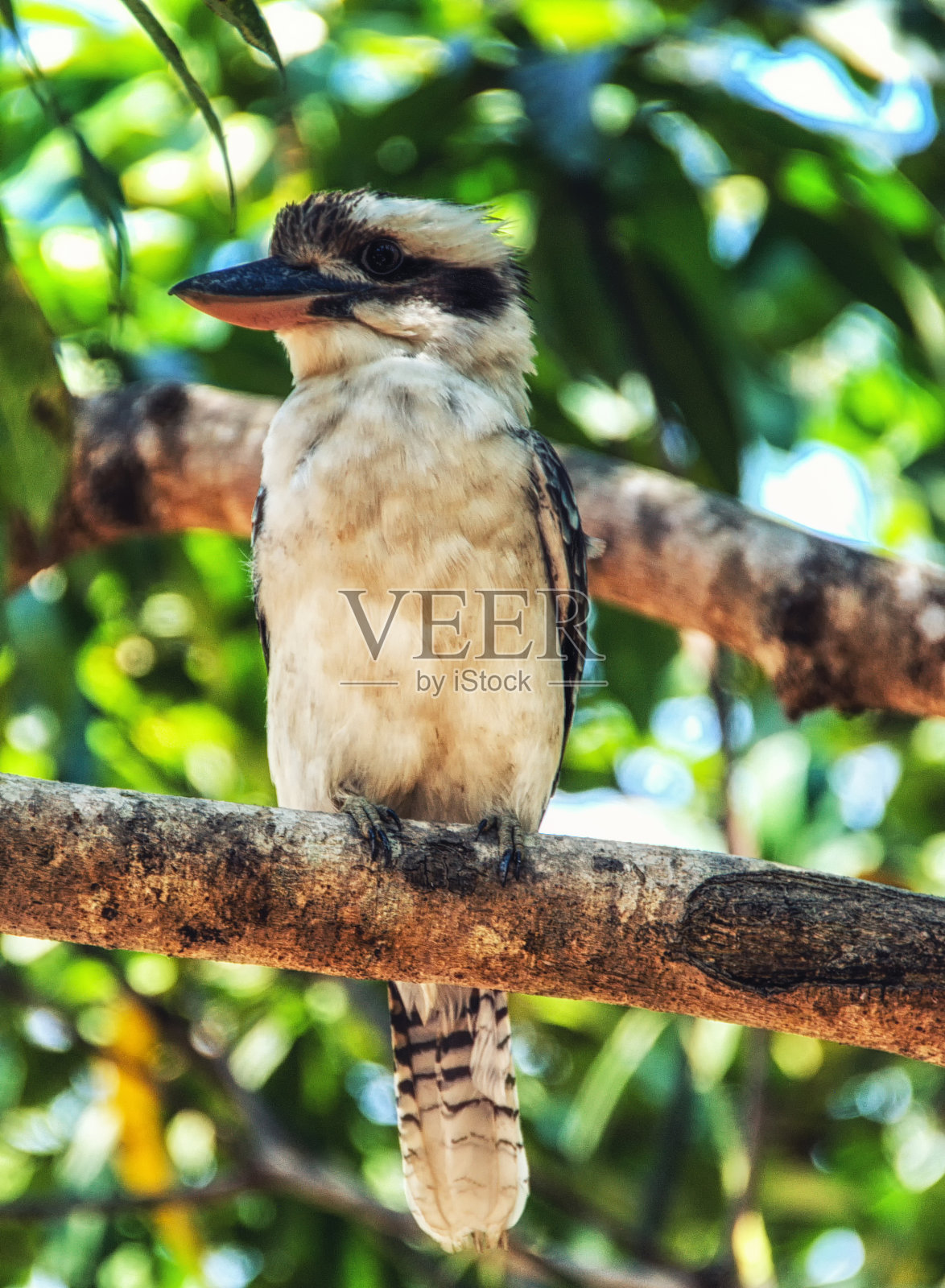 野生澳大利亚笑翠鸟坐在树枝上照片摄影图片