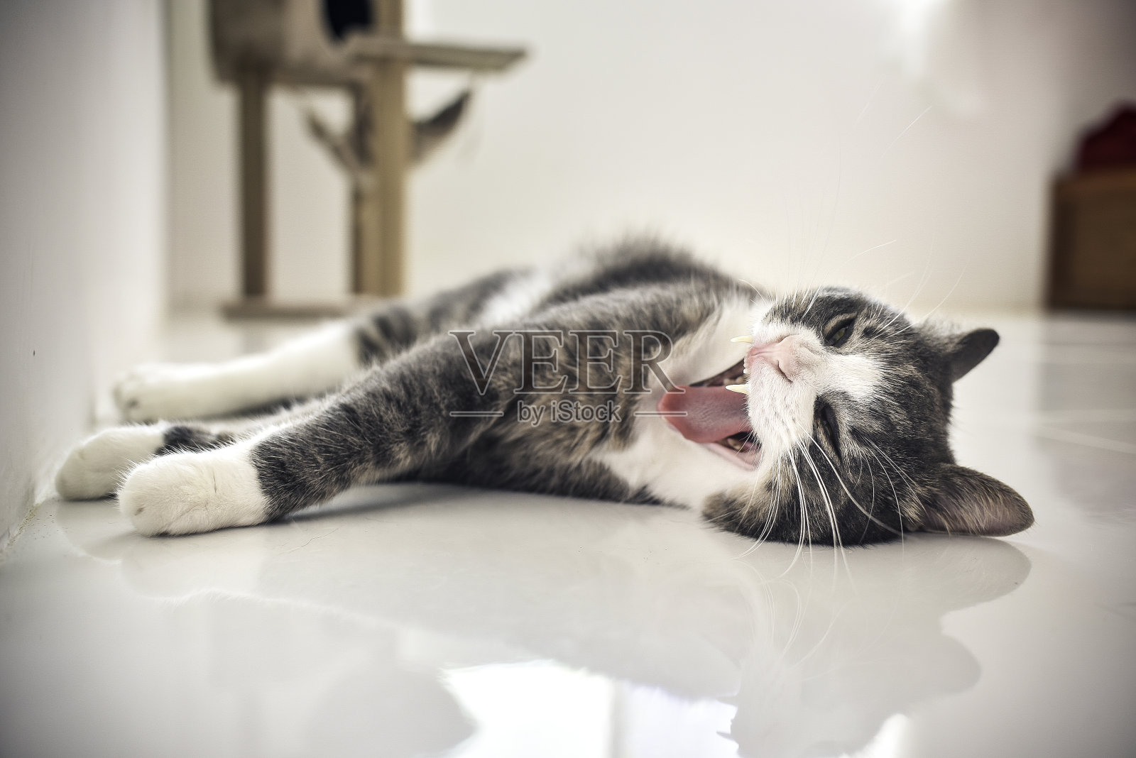 一只慵懒的小猫表情可爱躺在地毯上宠物人类朋友