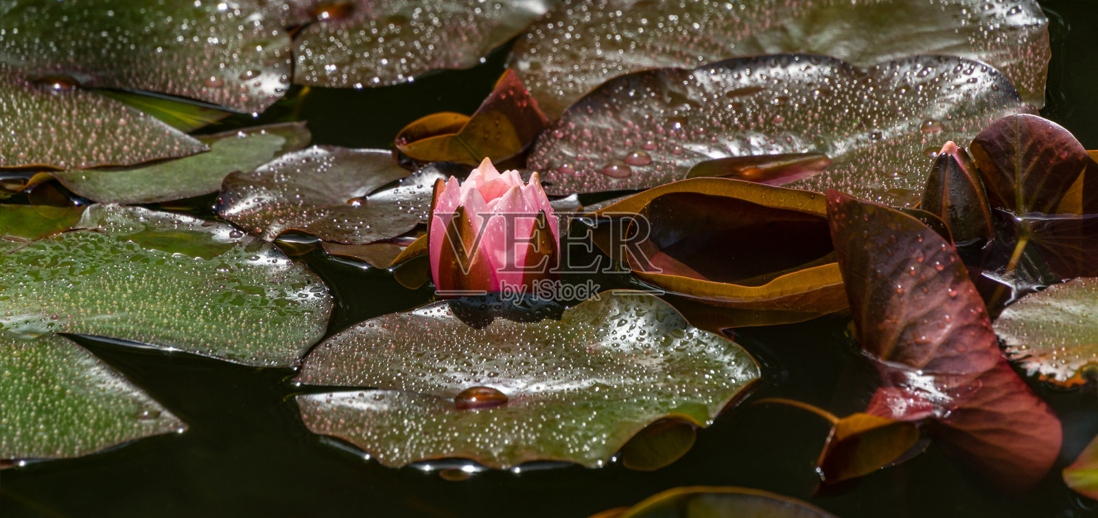 粉红色的睡莲或荷花玫瑰在花园池塘。尼菲亚和雨滴的特写。新季节的第一株睡莲。花景观为自然墙纸。有选择性的重点照片摄影图片