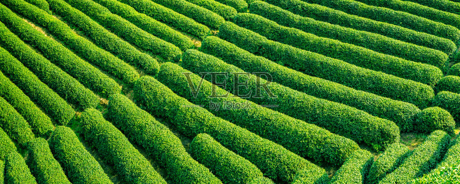 绿茶种植园自然景观。照片摄影图片