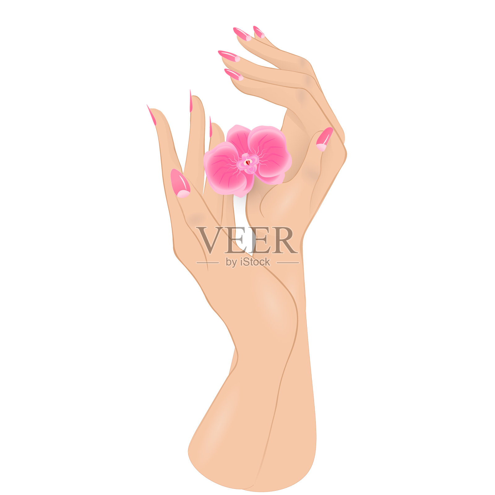 美丽女人的手优雅，粉红色指甲油美甲设计元素图片