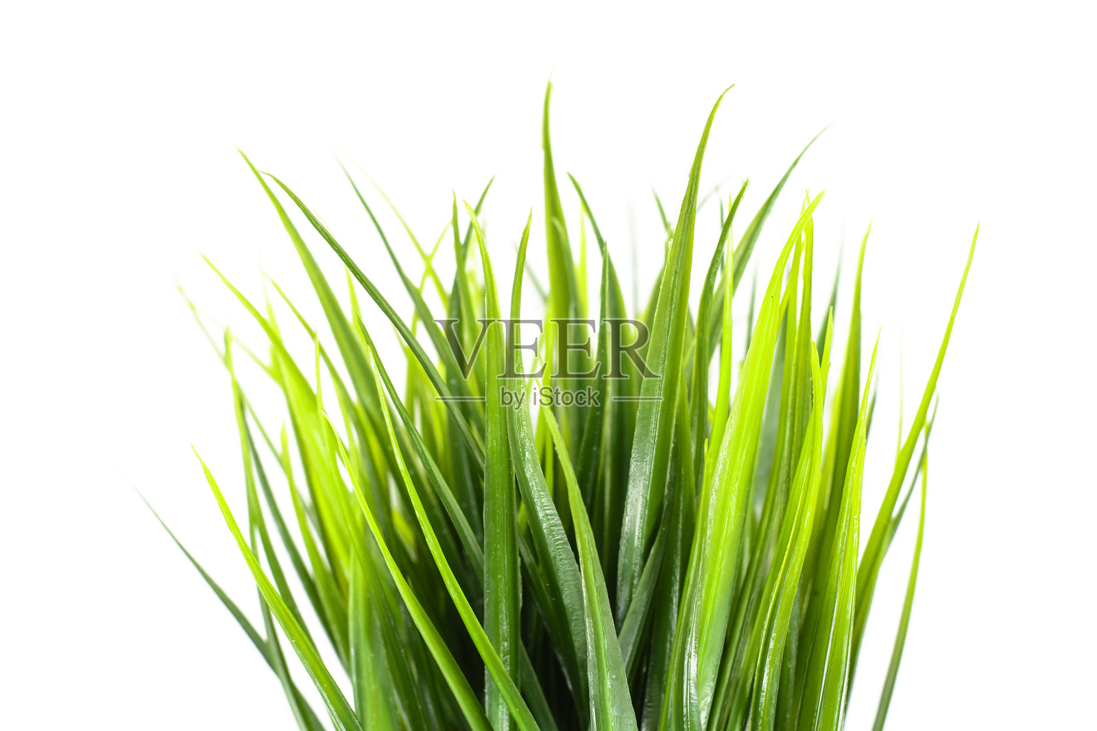 多汁的绿草生长在黑色的花盆。孤立在白色照片摄影图片