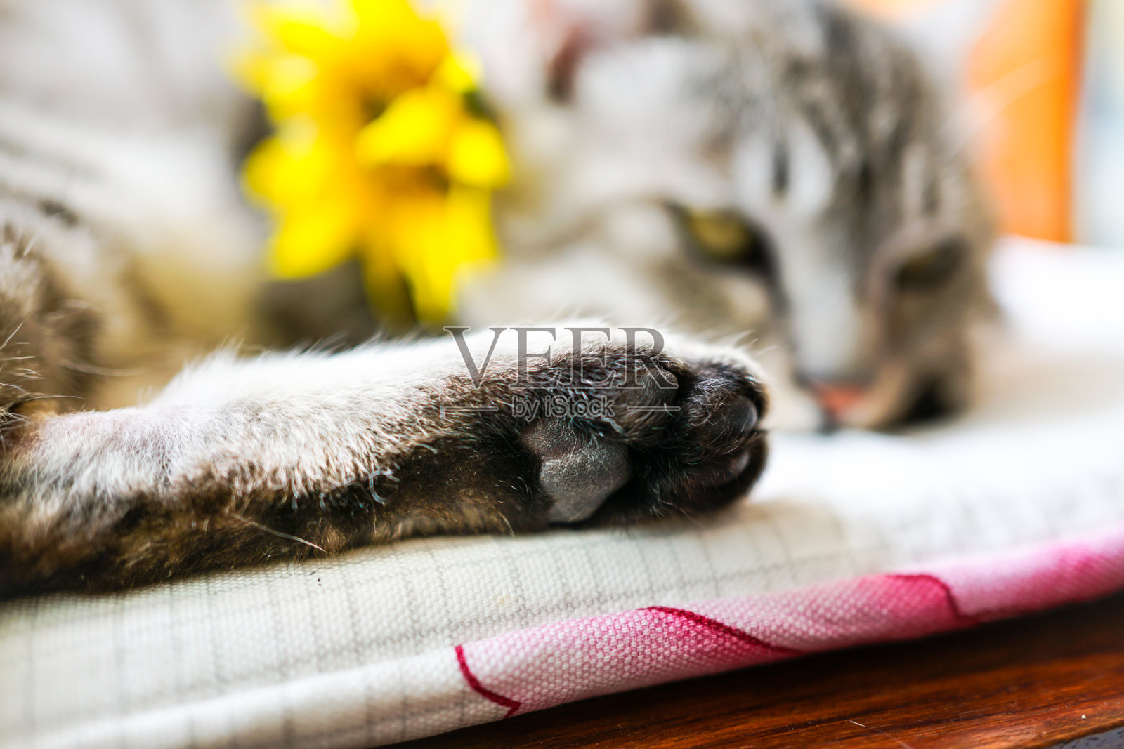 条纹猫的黑色脚丫照片摄影图片